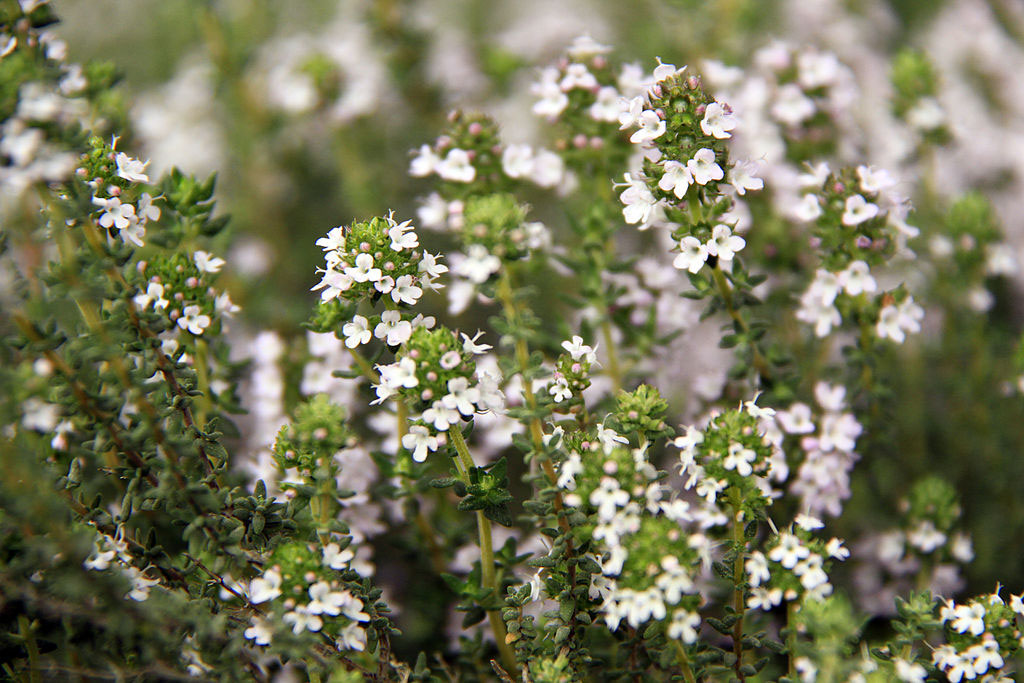 Thymian Thymus vulgaris Aromapraxis