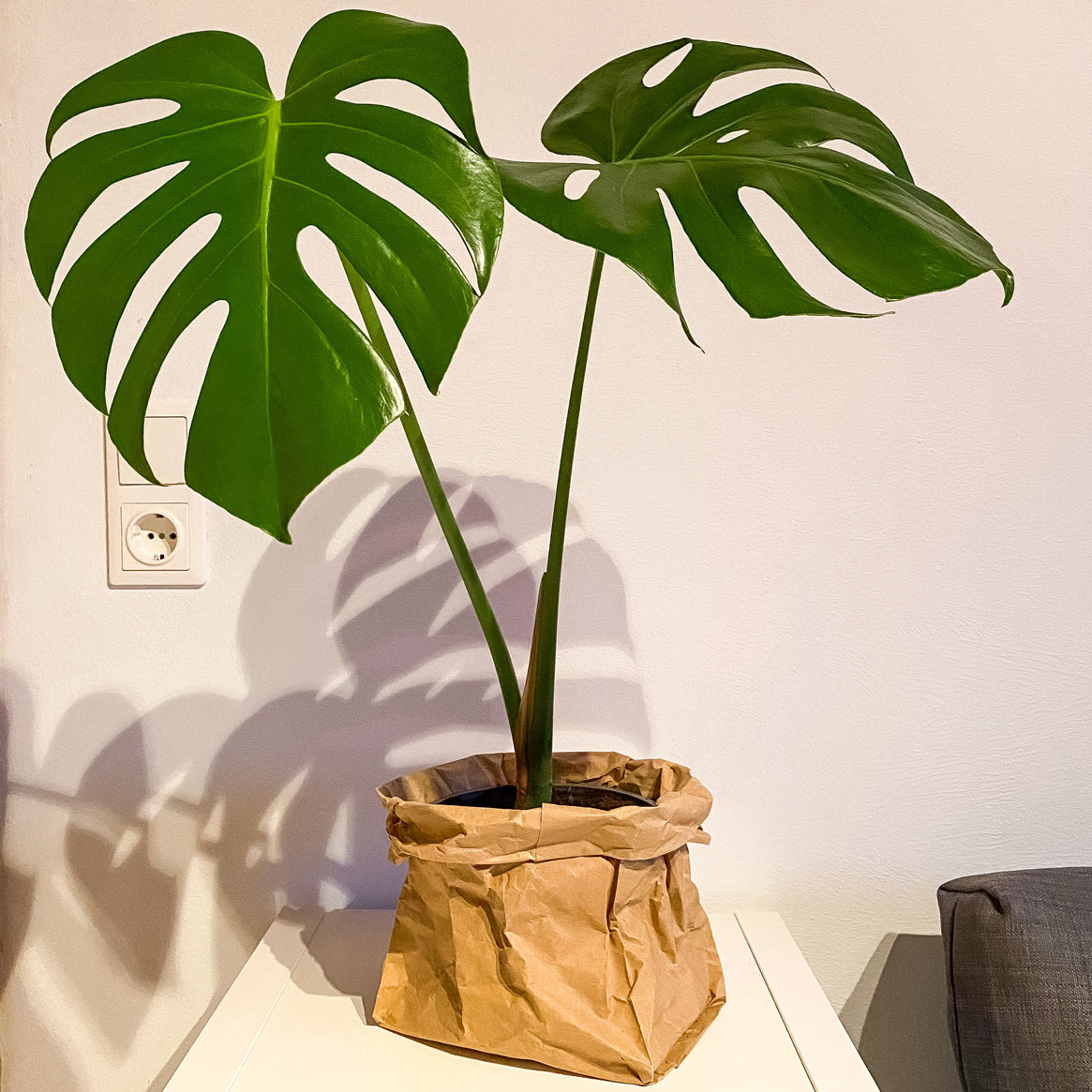 DIY - Monstera vermehren durch Ableger - Grtnerei Hupp
