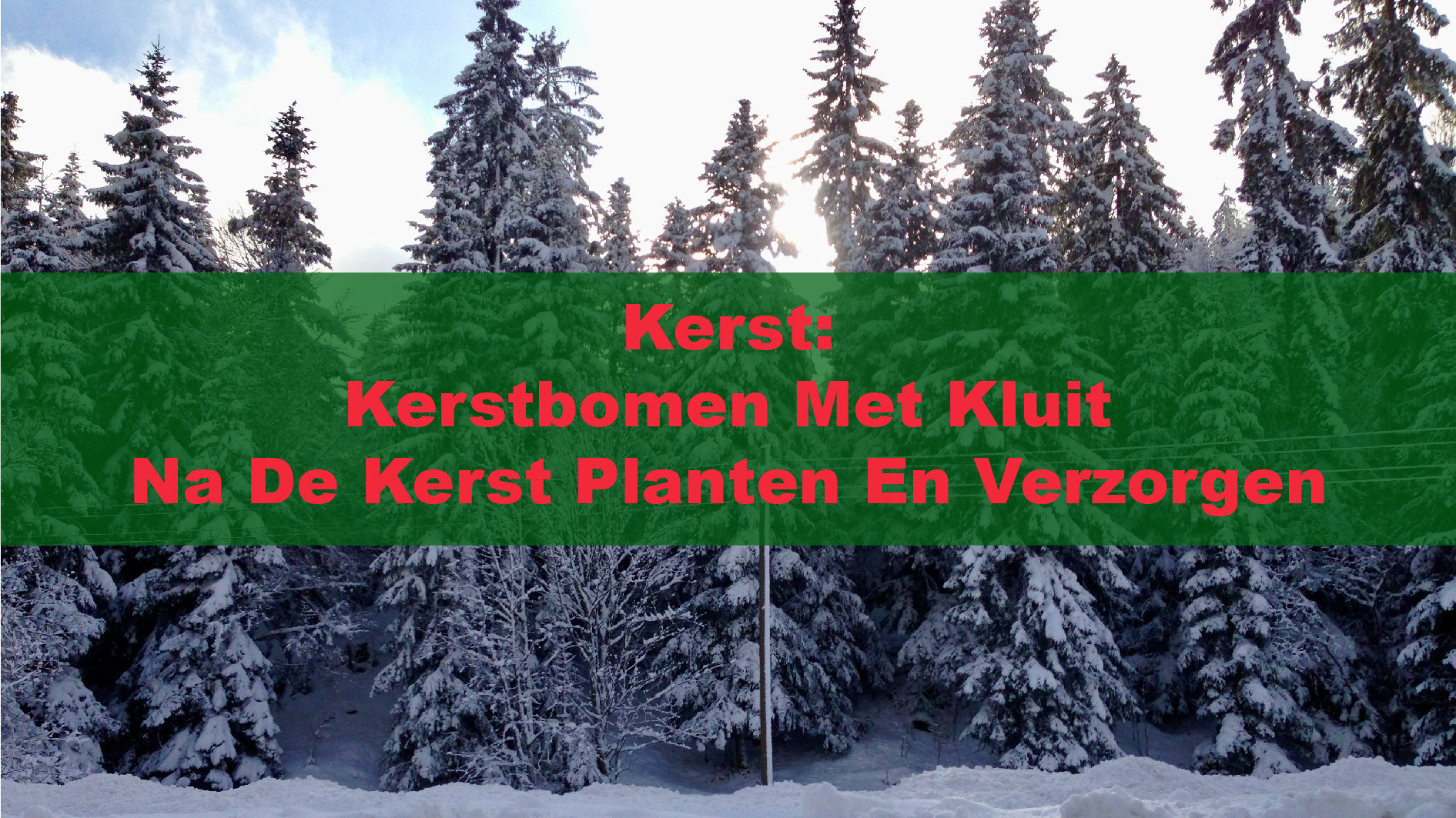 Kweek je eigen kerstboom aankoop, grond, standplaats, water, voeding