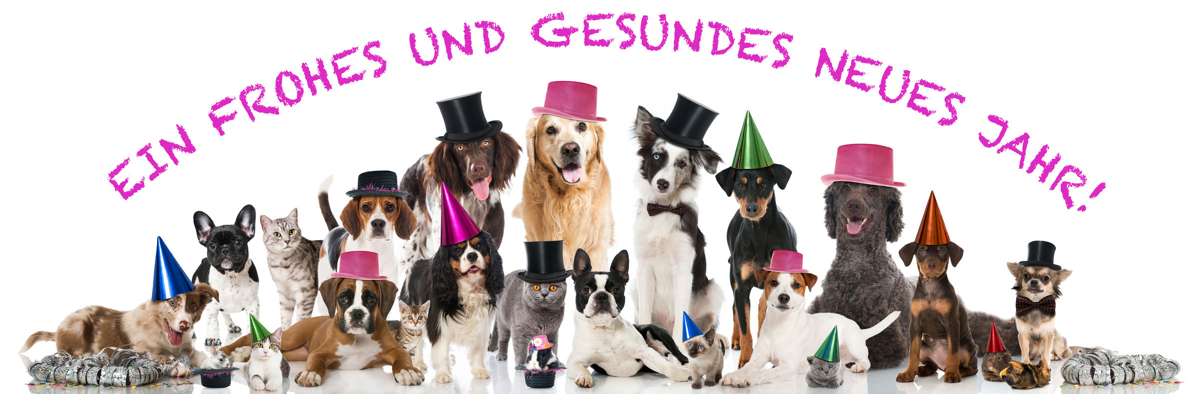 Hund Hinterbeine Rutschen Weg / WackelBrett SPASSMITHUND Maybe