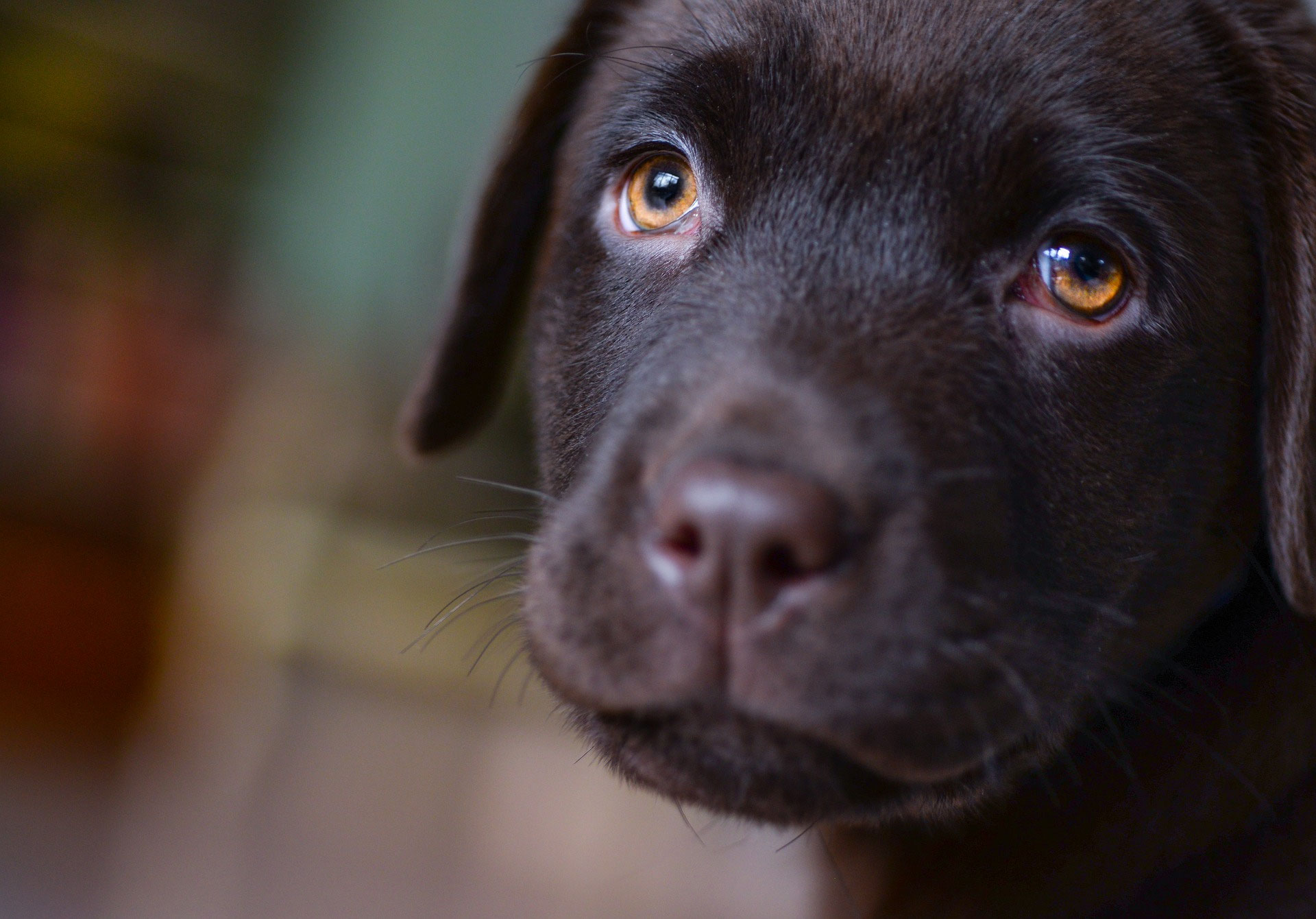 Tränenfilmerkrankungen beim Hund Teil 3 - Kleintierpraxis Wandsbek