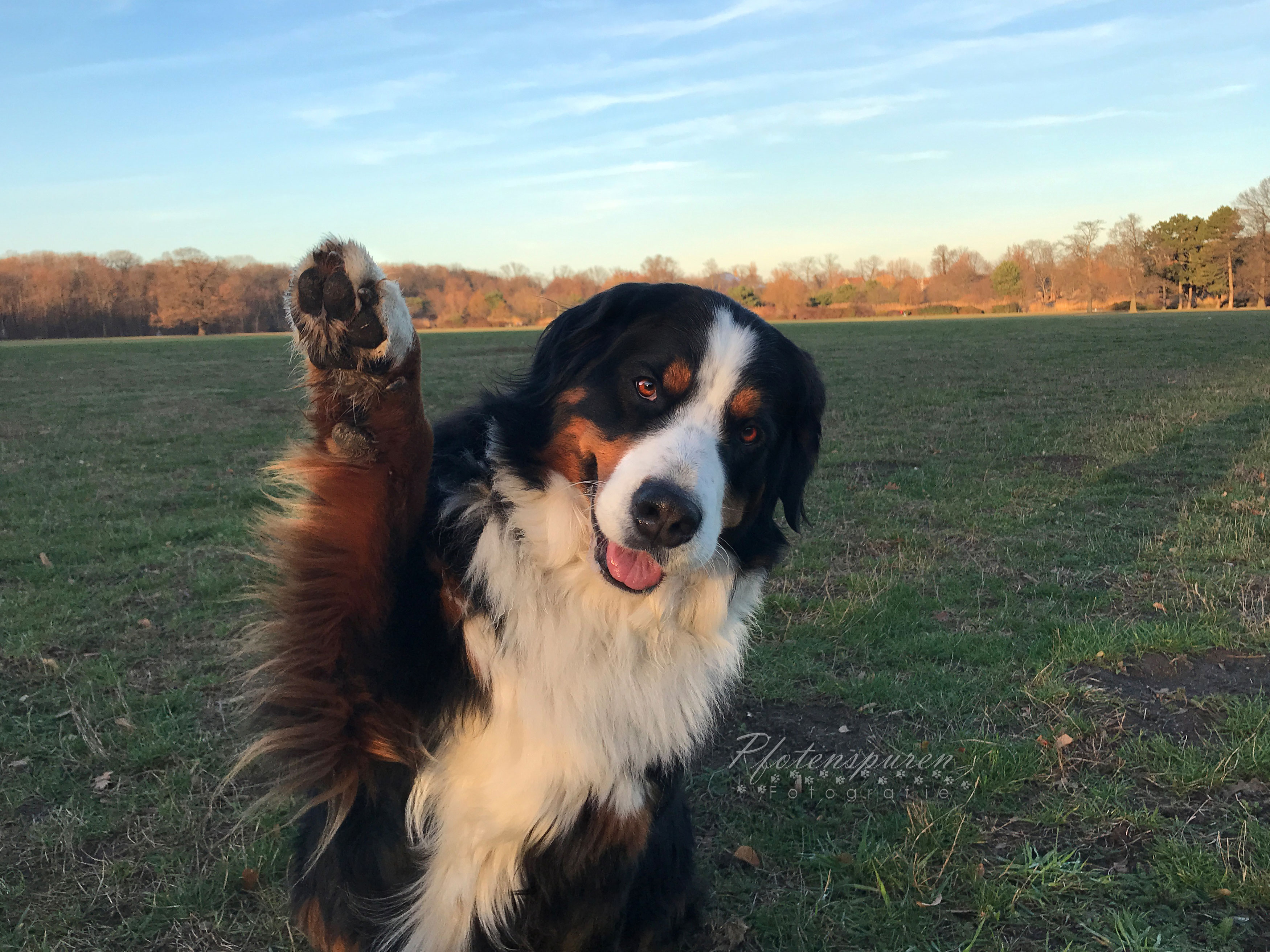 Nützliche Kommandos für die Hundefotografie Teil 2 Winken