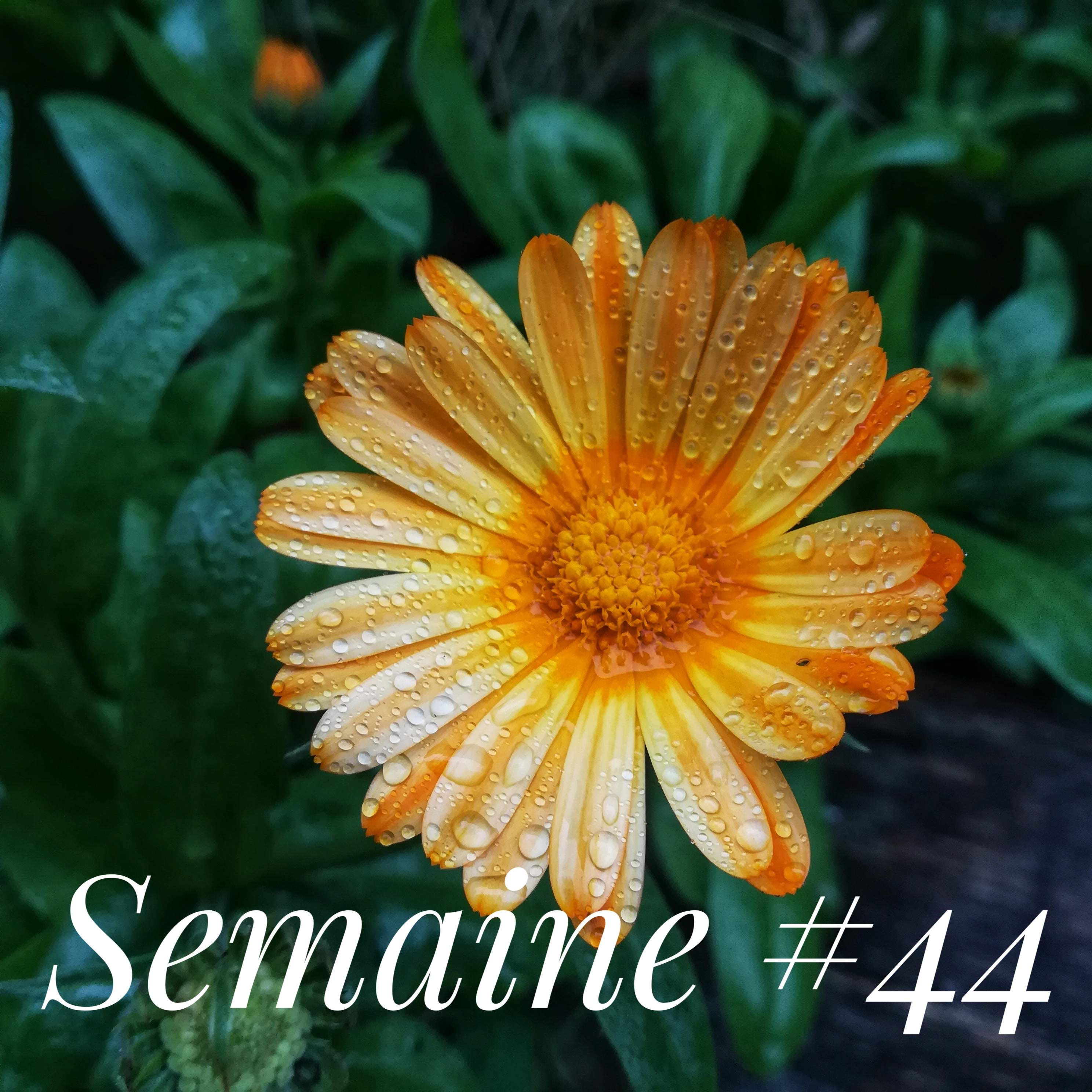 Semaine 44 en images ( et quelques mots ) ! Ma vie paysanne et créative