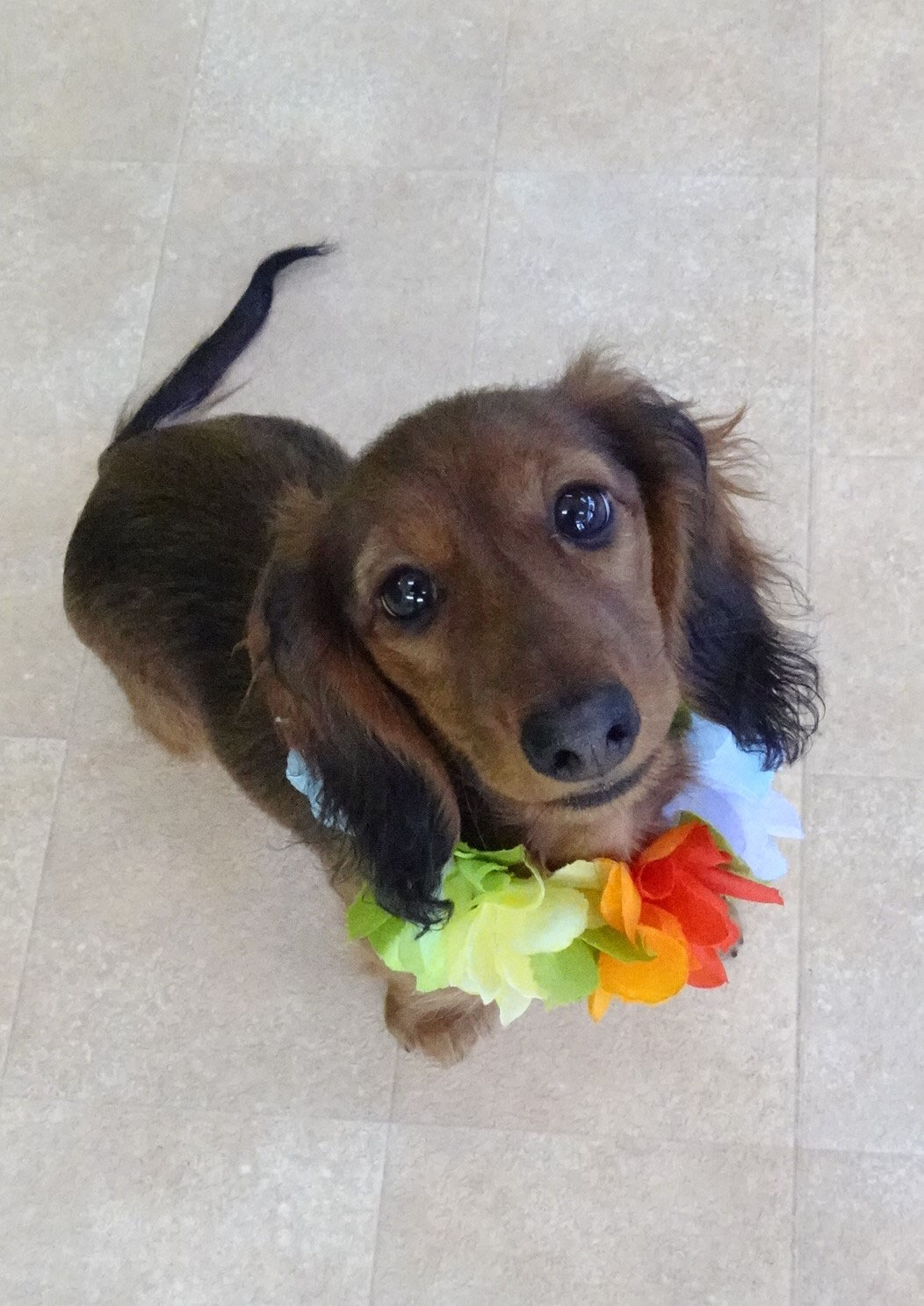 新入犬のミニチュアダックスフンドの【もみじちゃん】＆ 幼稚園体験に