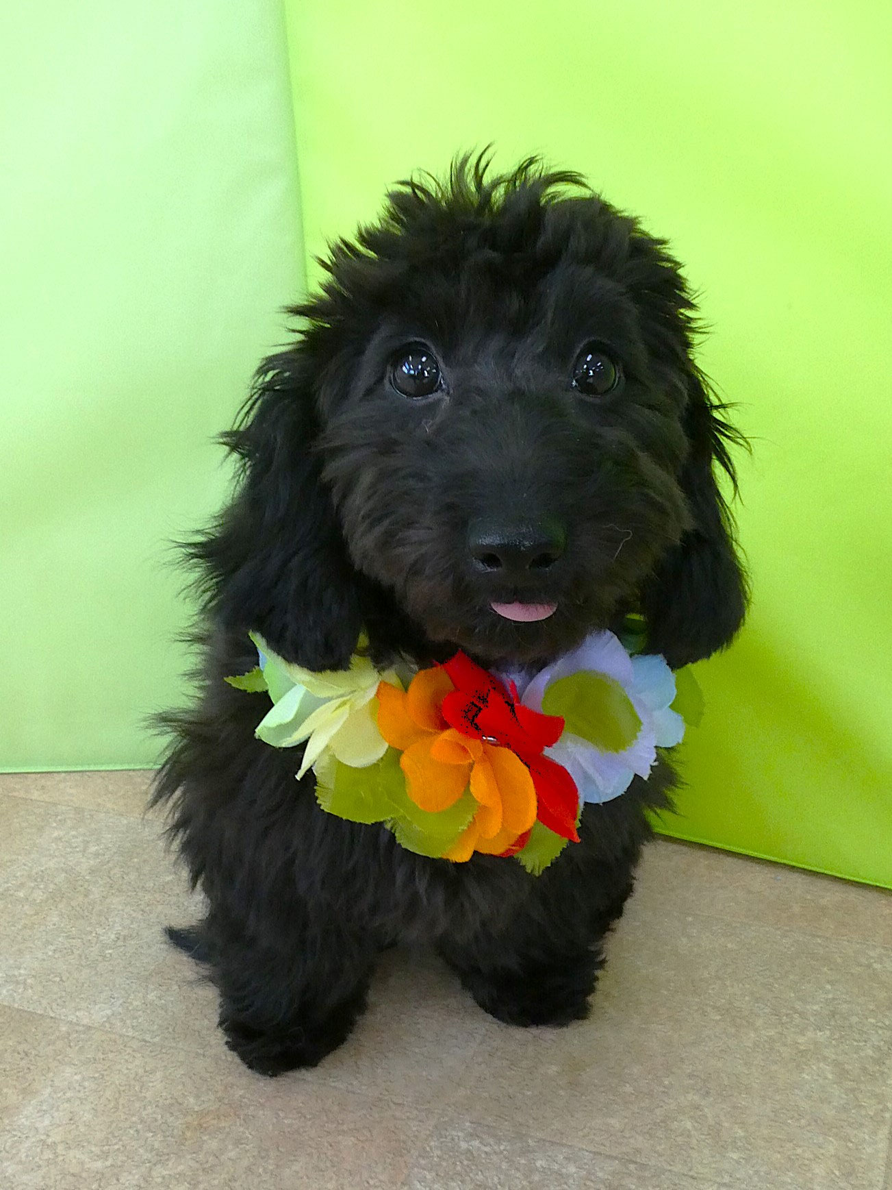 新入犬のMIX（ﾐﾆﾁｭｱﾀﾞｯｸｽﾌﾝﾄﾞ×ﾄｲﾌﾟｰﾄﾞﾙ）の【つぶちゃん】 犬のしつけ