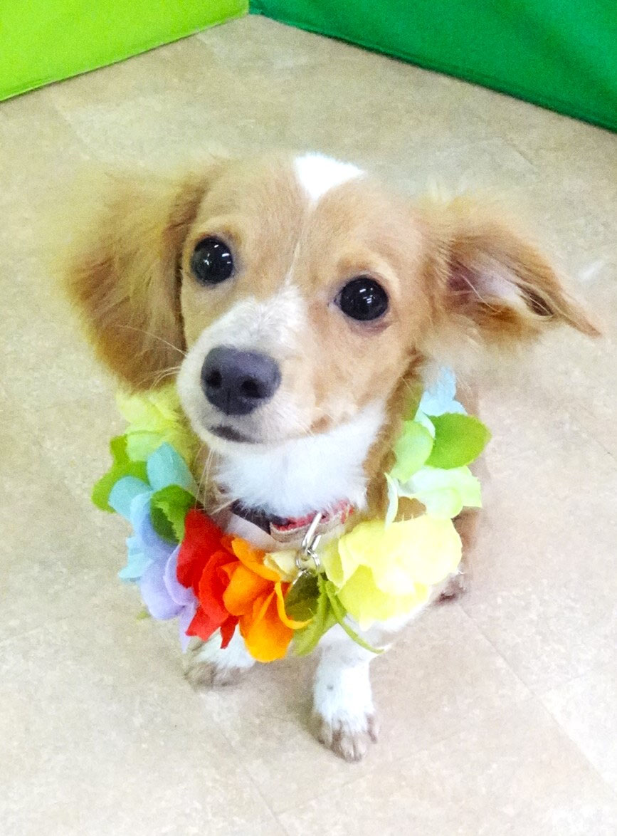 新入犬のMIX（チワワ×ミニチュアダックスフンド）の【テリーくん】 犬