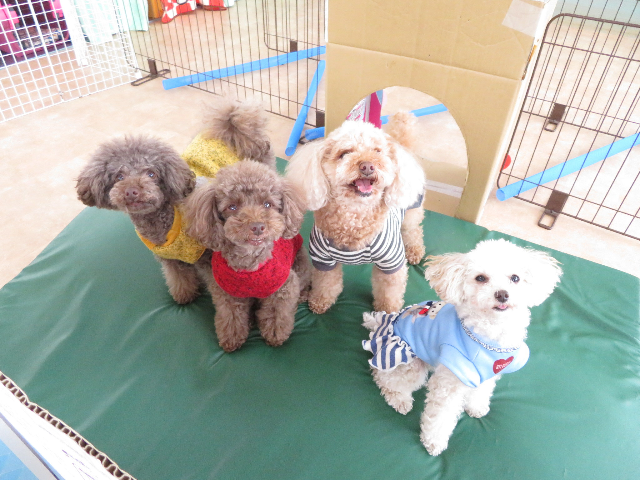 消化酵素 ベジタブルエンザイム 入荷いたしました 犬のしつけ教室 アロハドギー 犬のしつけ 横浜市都筑区青葉区 犬の幼稚園 アロハドギー