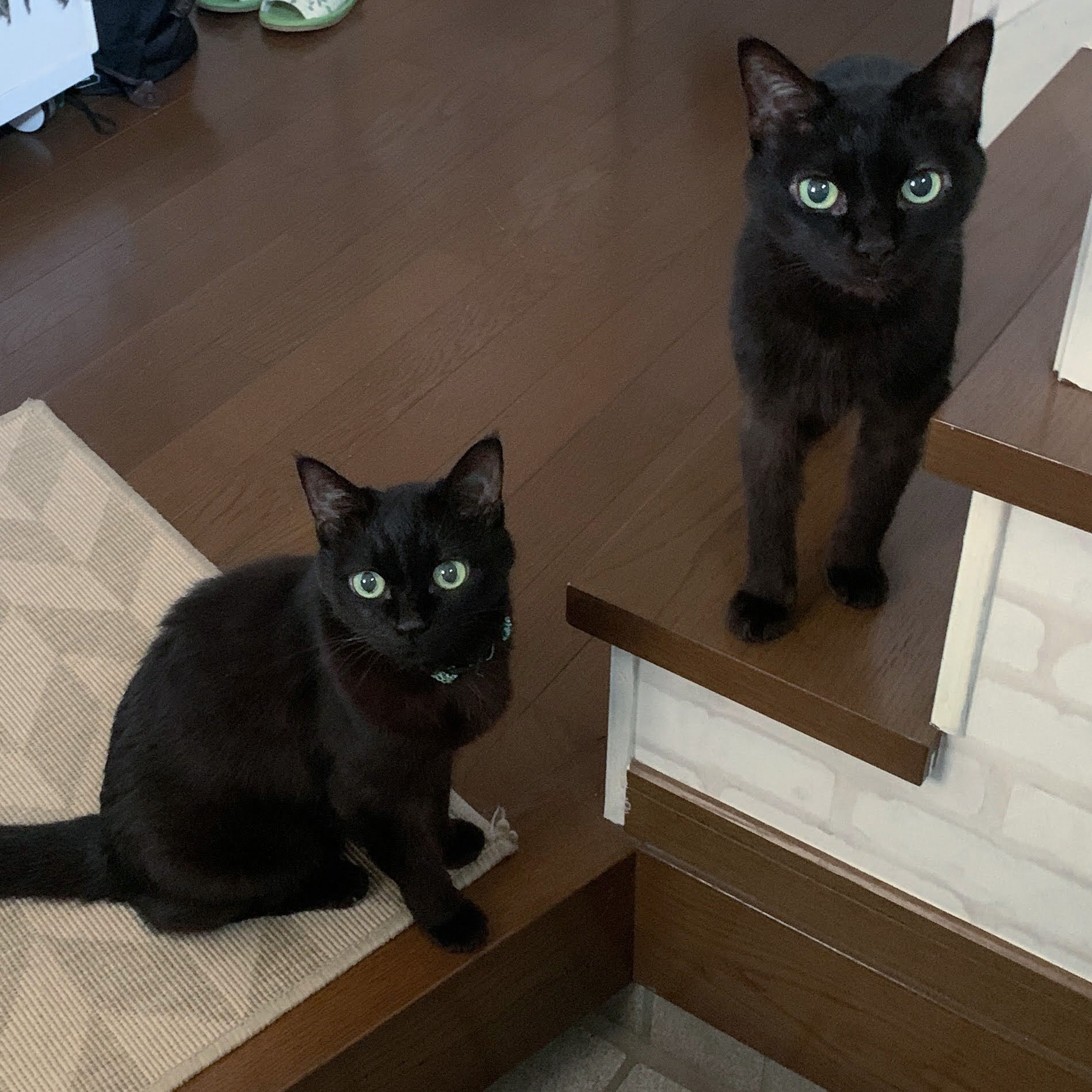 しっぽヶ丘のお友達 ペットシッターしっぽヶ丘