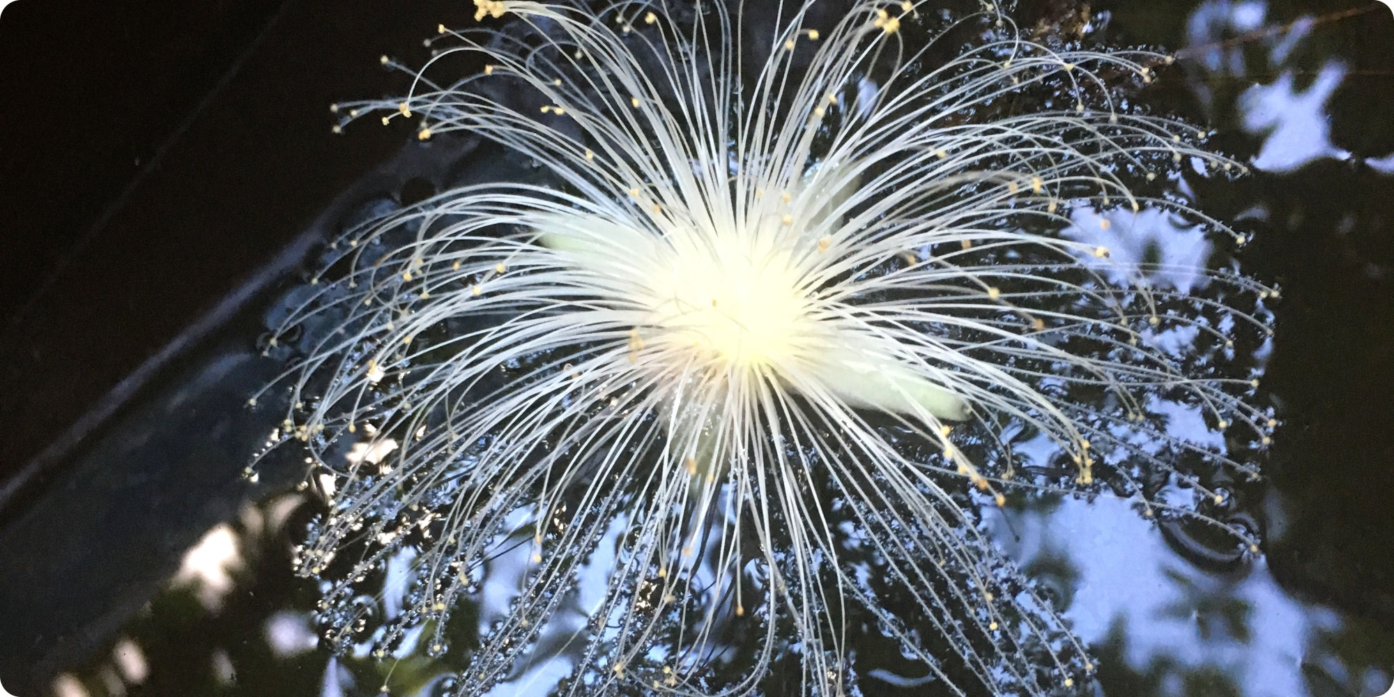 西表島のサガリバナは初夏を彩る風物詩 オハナアウトフィッターズ