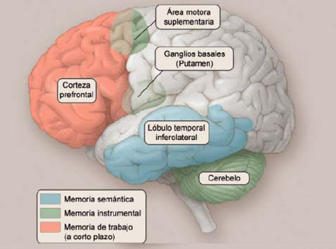 etiquetado dentro del modelo de cerebro