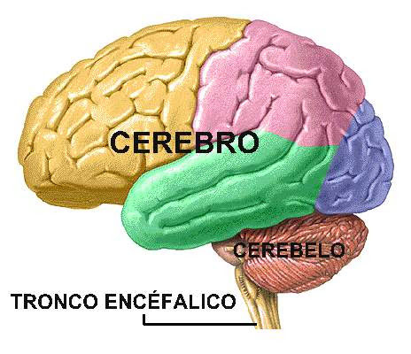 diagrama de partes del cerebro