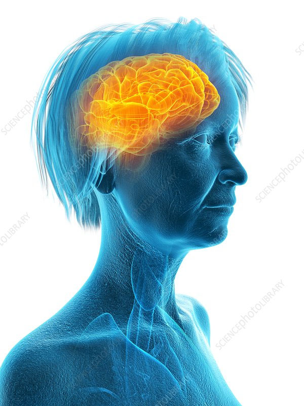 CÓMO ES EL ENVEJECIMIENTO DEL CEREBRO NORMAL ESTIMULACIÓN COGNITIVA