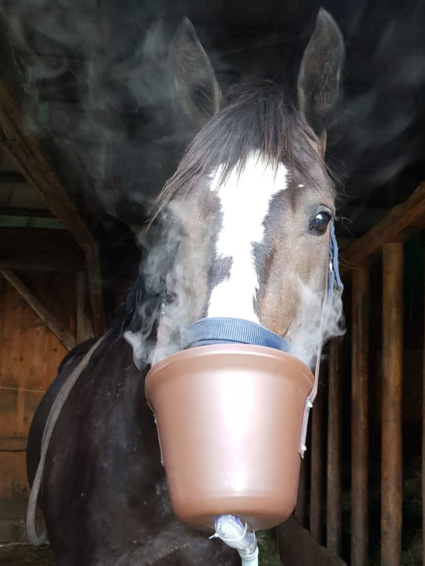 Acc Inhalation Pferd Dosierung