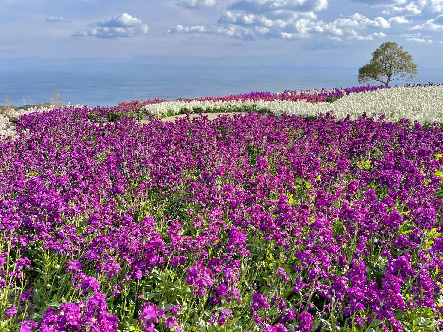 季節の花を楽しめる あわじ花さじき 公式 淡路島のペンション ターニングポイント Turningpoint