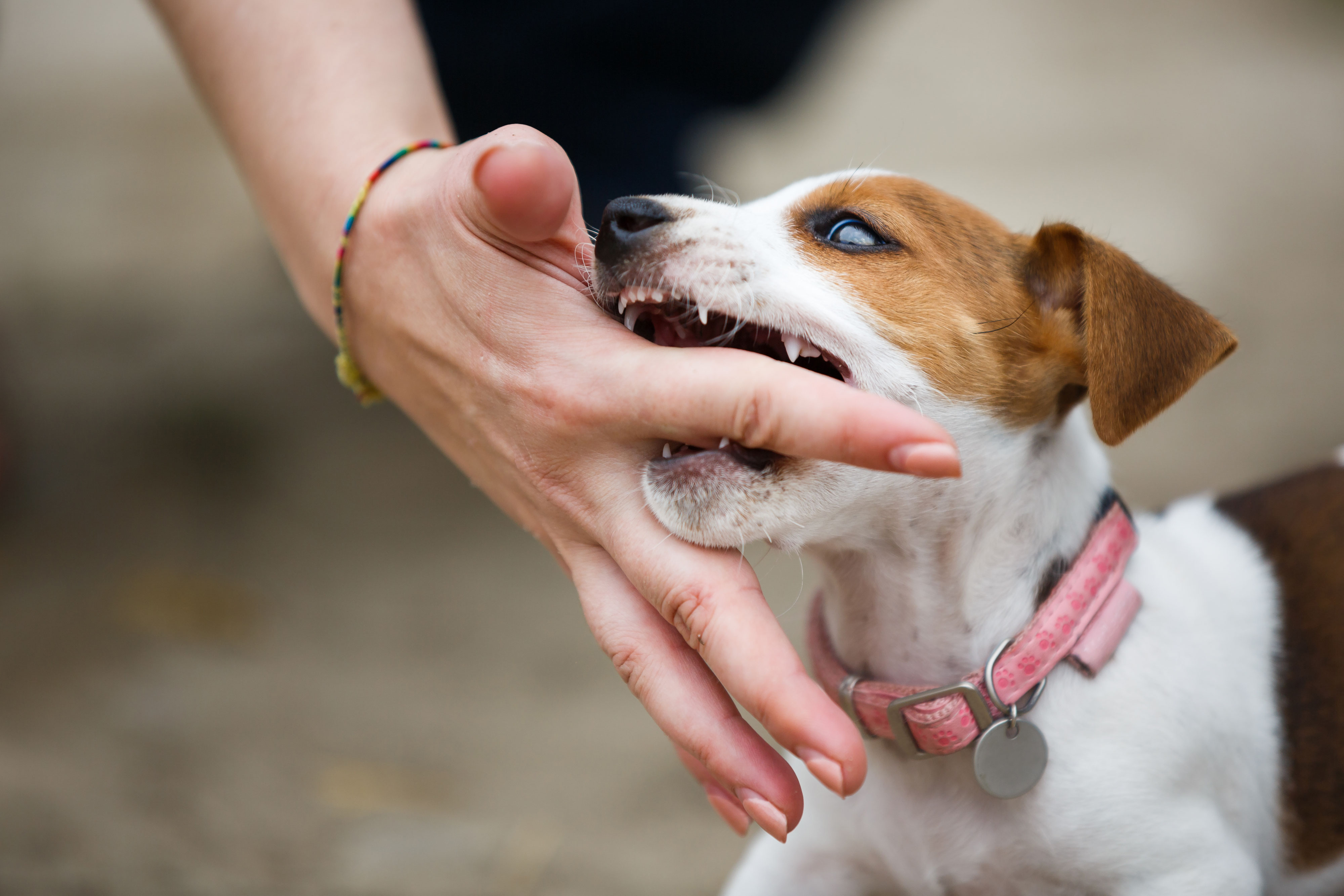 Blog Verhaltenstherapie für Hunde