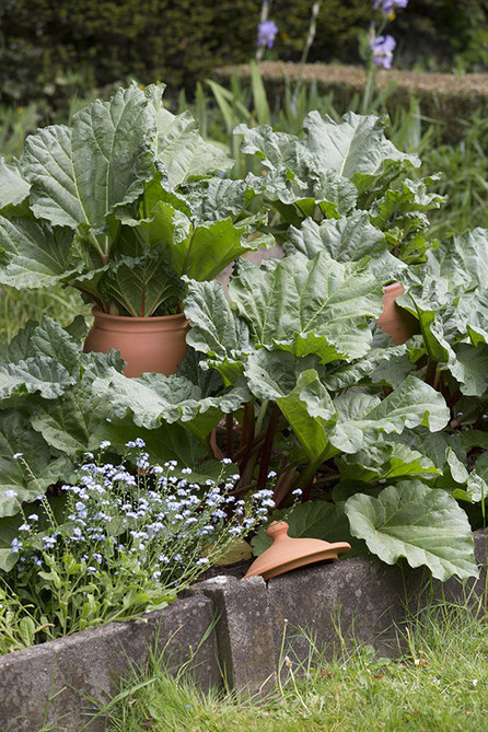 02 2019 august the golden rabbit beste gartengerate fur gartenliebhaber
