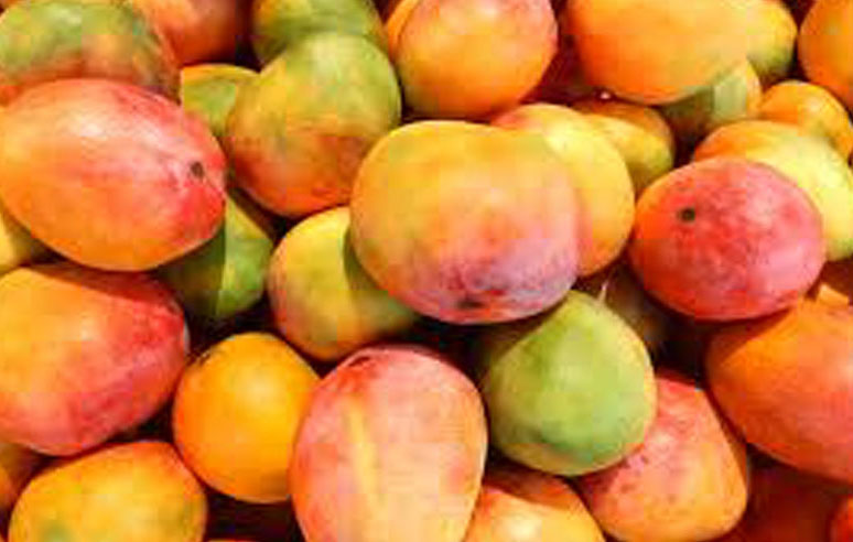 Mangos aus Burkina Faso Weltladen Gerlingen