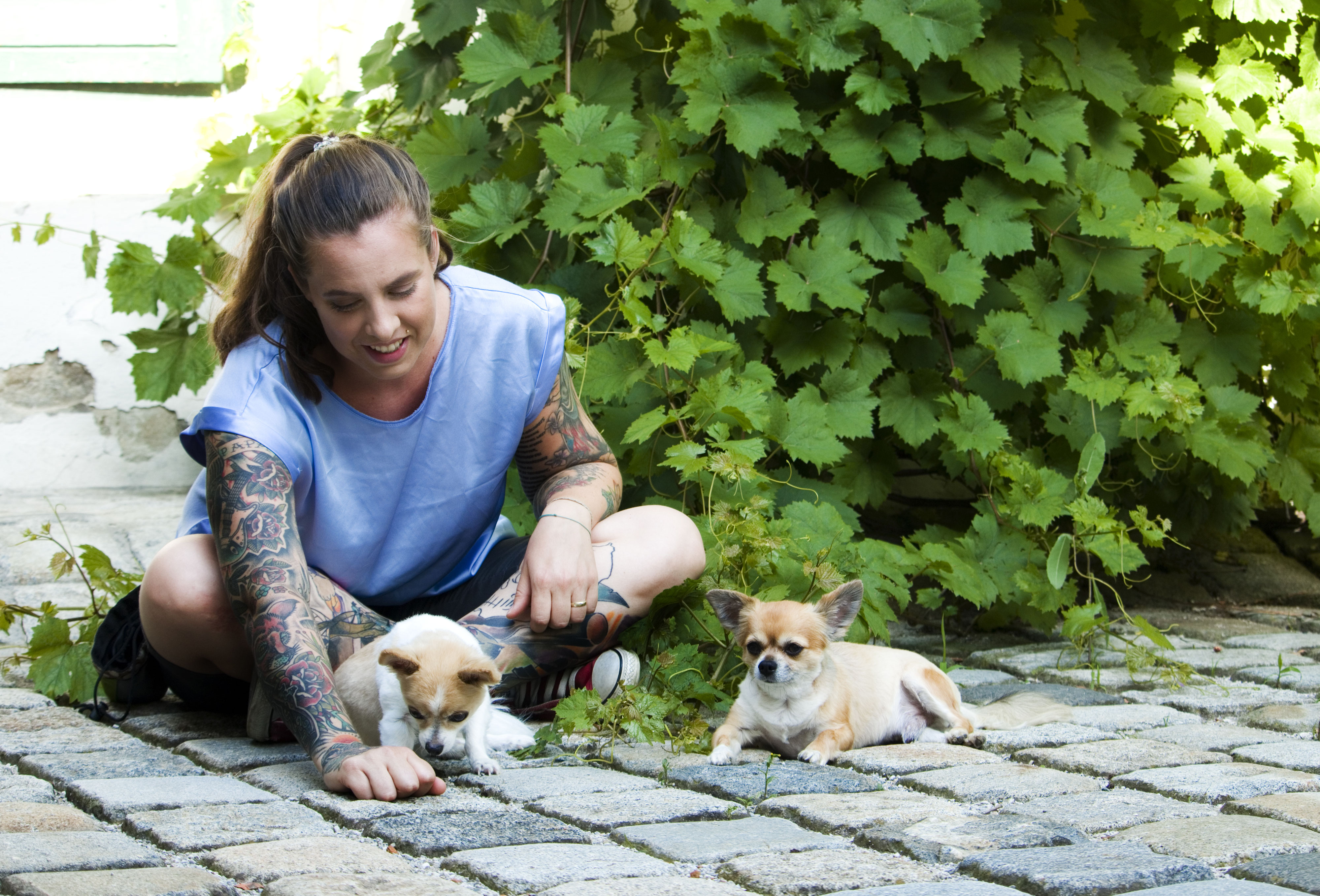 Gewaltfreies Hundetraining Hundetraining für deinen alltagsfitten Hund!