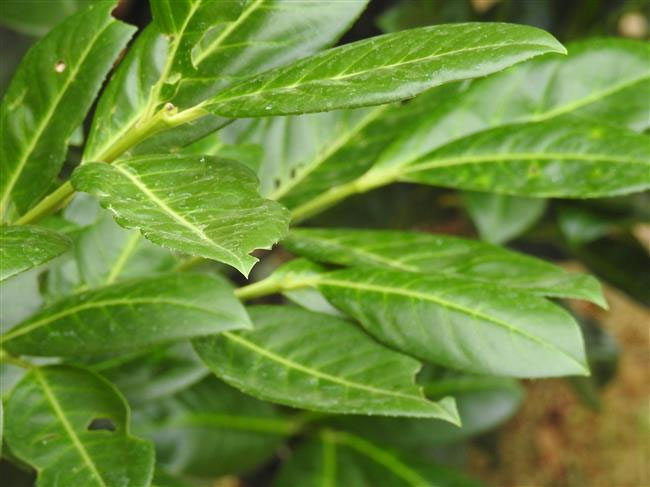 Kirschlorbeer  der falsche Gartenfreund - NABU-Dietzenbach