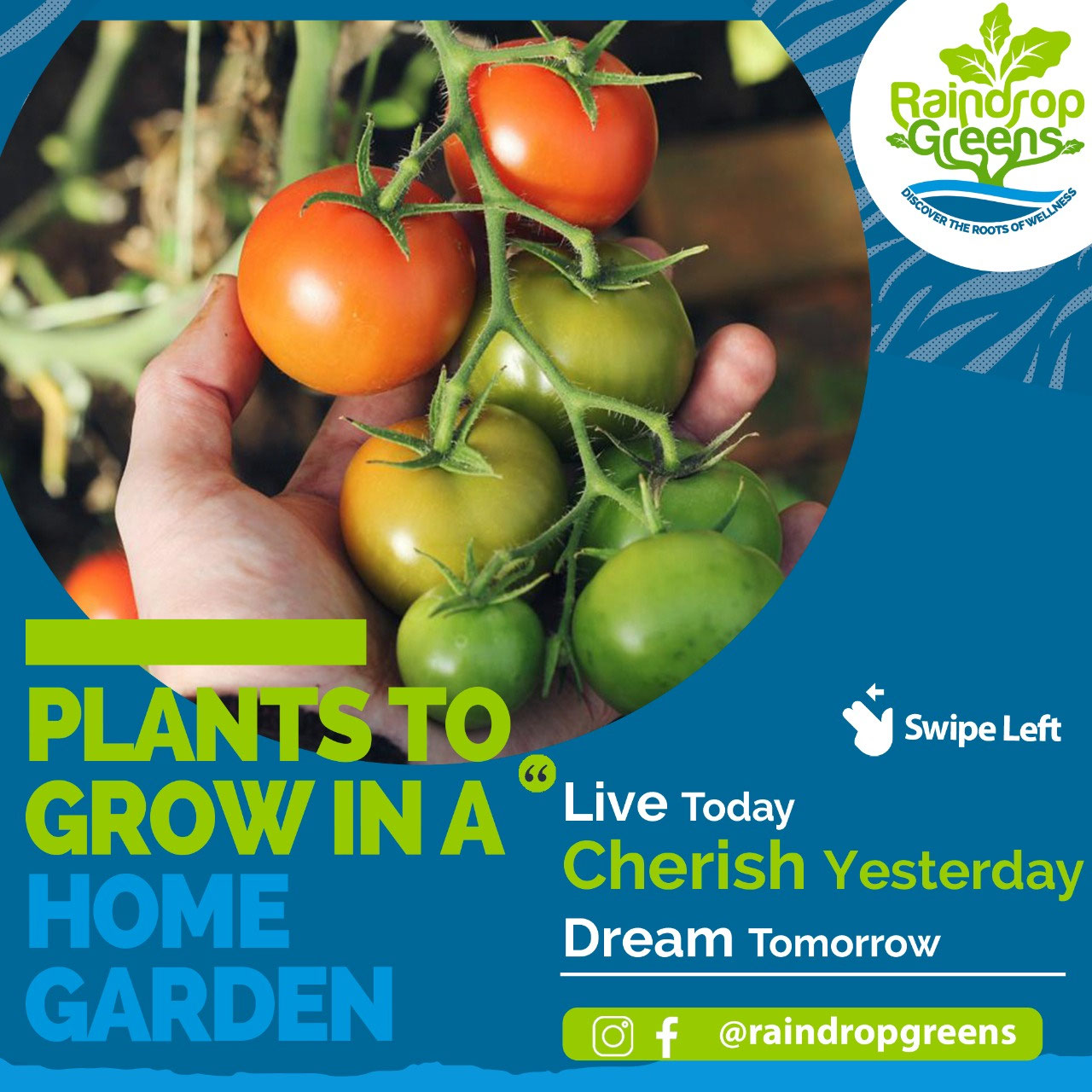 Top plants to Grow a Sustainable Garden raindropgreenstt