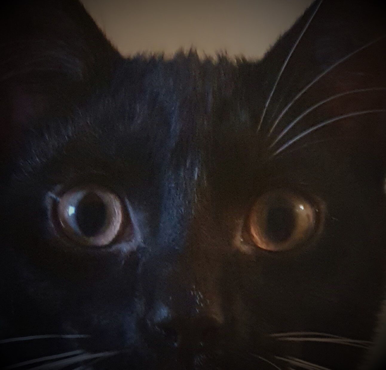Wachsen Augenbrauen oder Schnurrhaare bei Katzen nach?