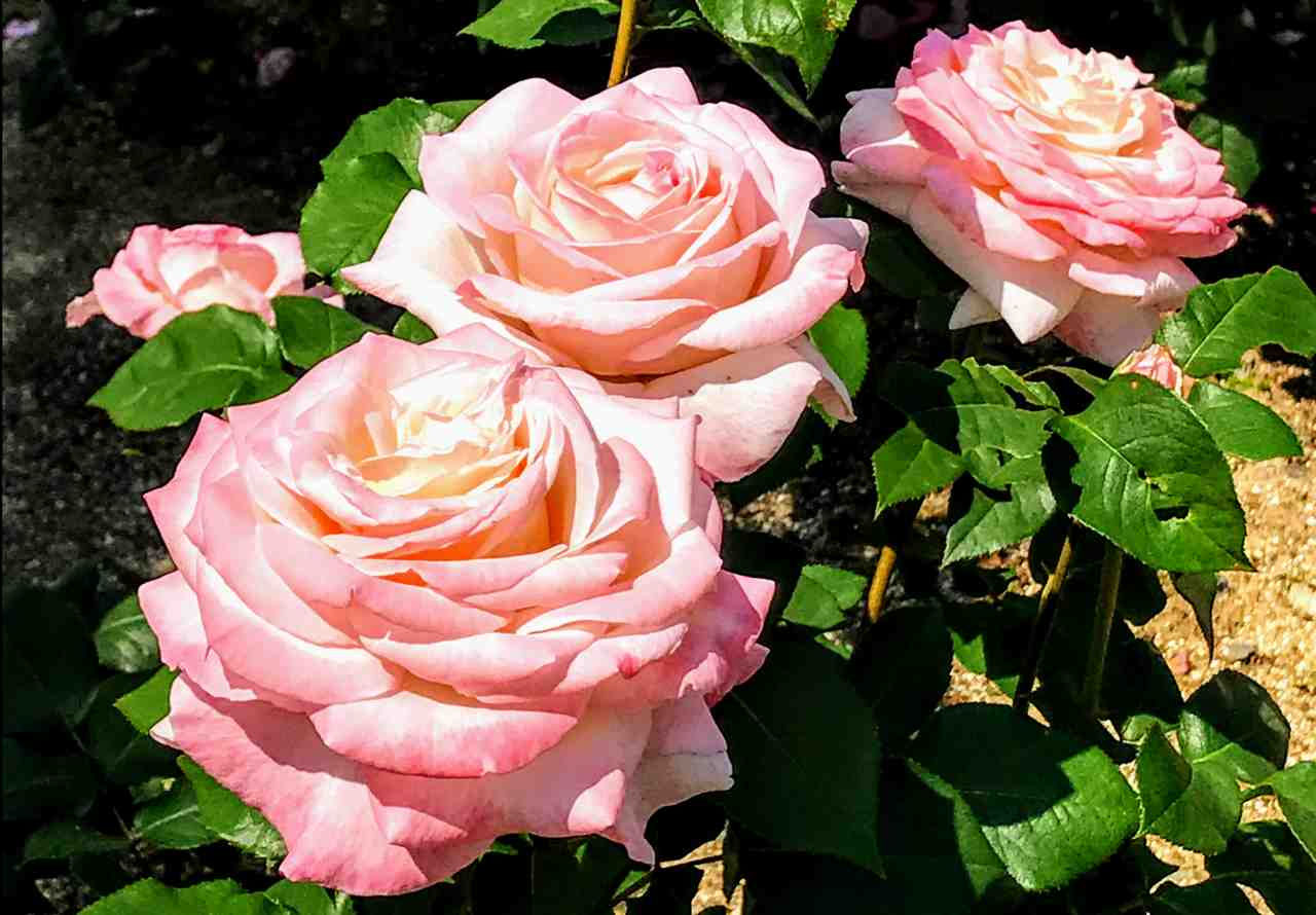 結婚発表 松坂桃李さんと戸田恵梨香さんの性格 運気 相性とは 占いと開運の総合窓口霊符ワークス