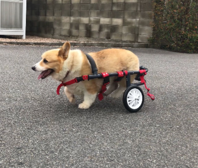 三次市コーギーちゃん試乗＆ご注文 - 犬の車いすオーダーメイド ツト