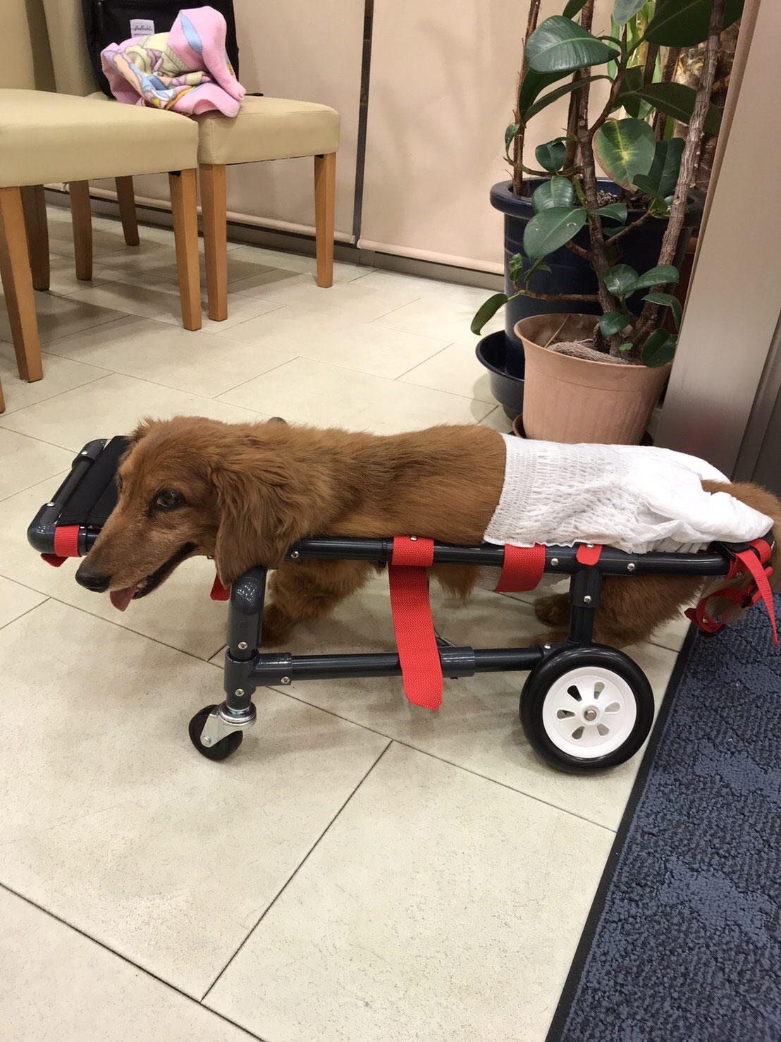 ミニチュアダックスフンド（♂）14歳 4輪車 - 犬の車いすオーダー