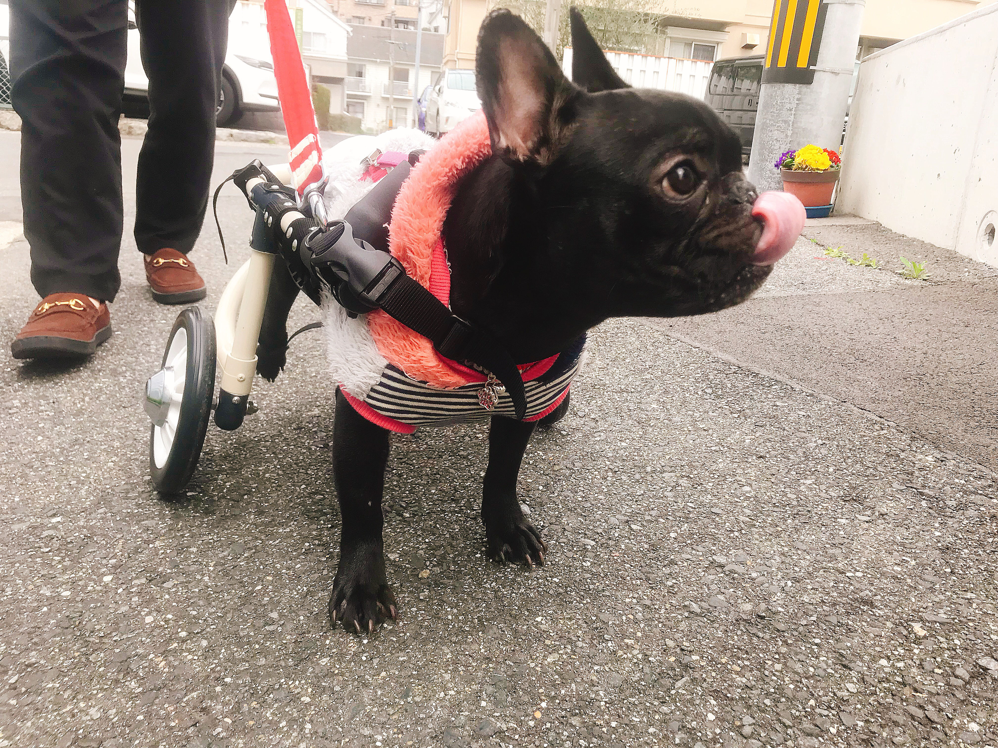 【海外限定】 フレンチブルドッグ 車いす 後肢用 チェック柄（フレンチ ヘルスケア・介護用品