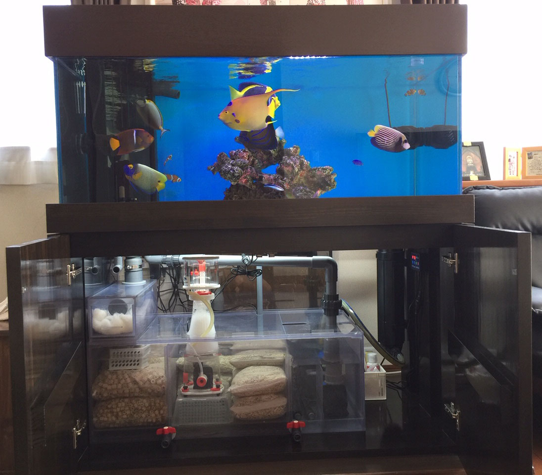 大型水槽でのDEP-12000使用レビュー - saff design サフデザイン