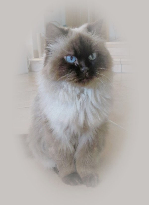 Taras Welt Eine Katze Erzahlt Katzensitter In Heilbronn Gesucht