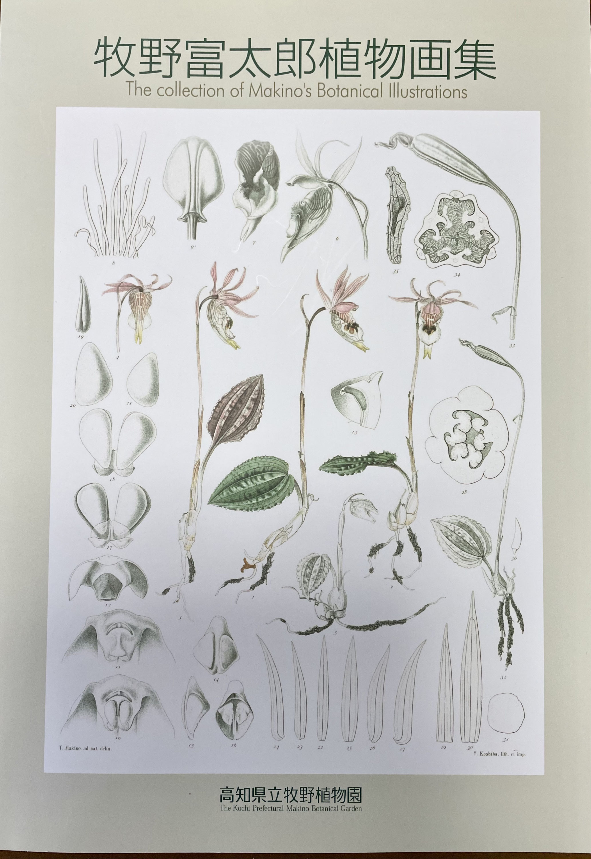 実は『牧野富太郎植物画集』を発行しています。20年を超えて 実は『牧野富太郎植物画集』を発行しています。20年を超えて