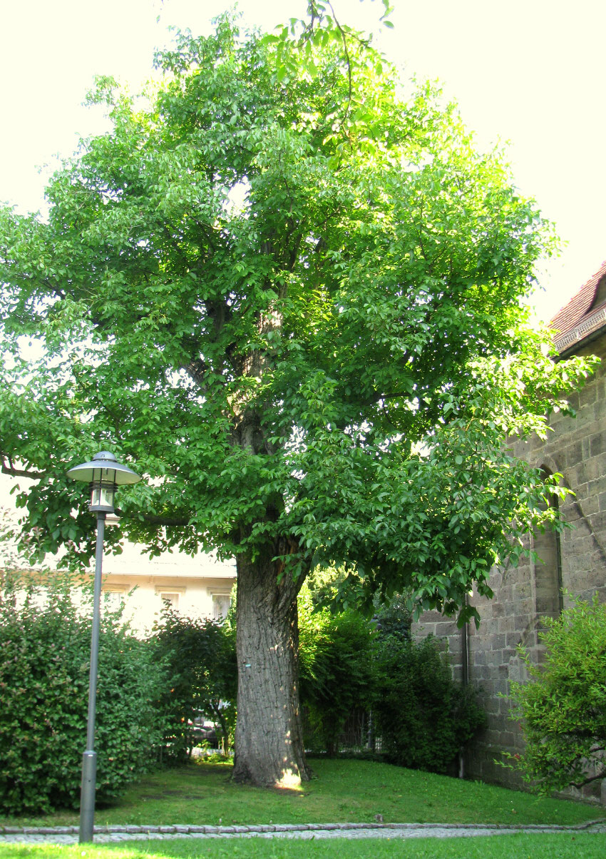 Nussbaum Kartenlegen & Geistiges Heilen