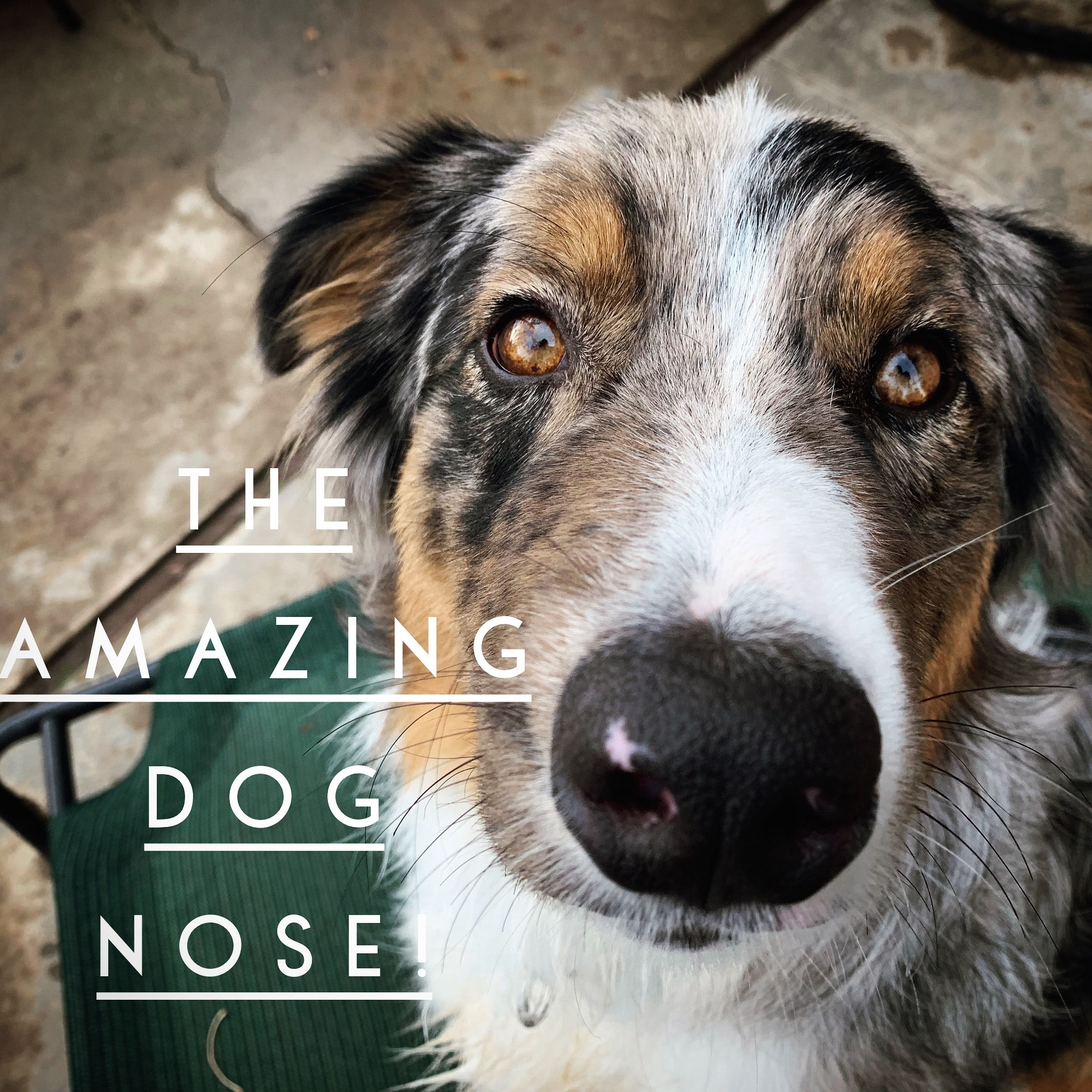 Is Your Dog'S Nose A Mushroom Detector? Find Out Now! - x0g99df