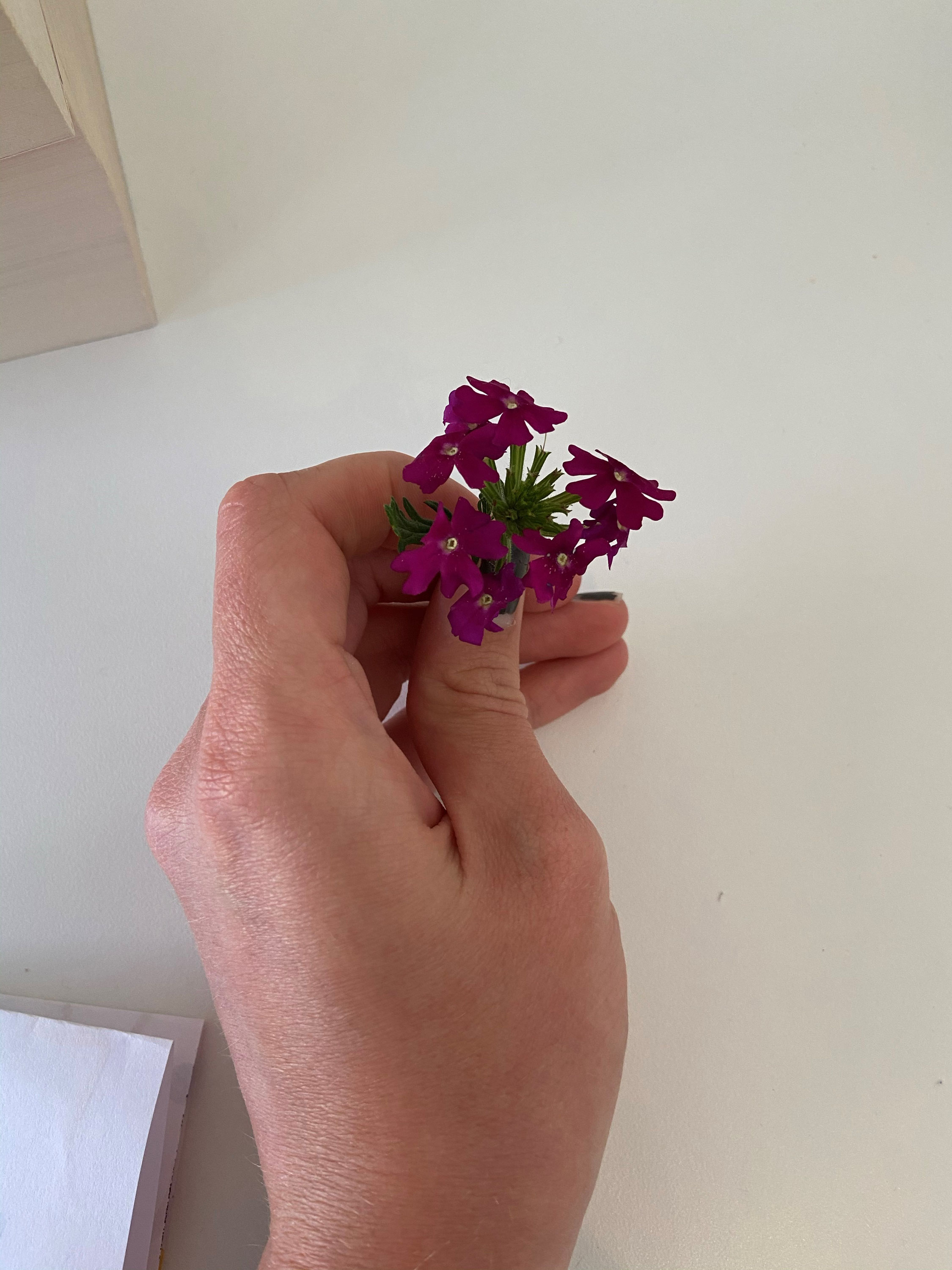 Hat Das Blumchen Einen Knick War Der Schmetterling Zu Dick