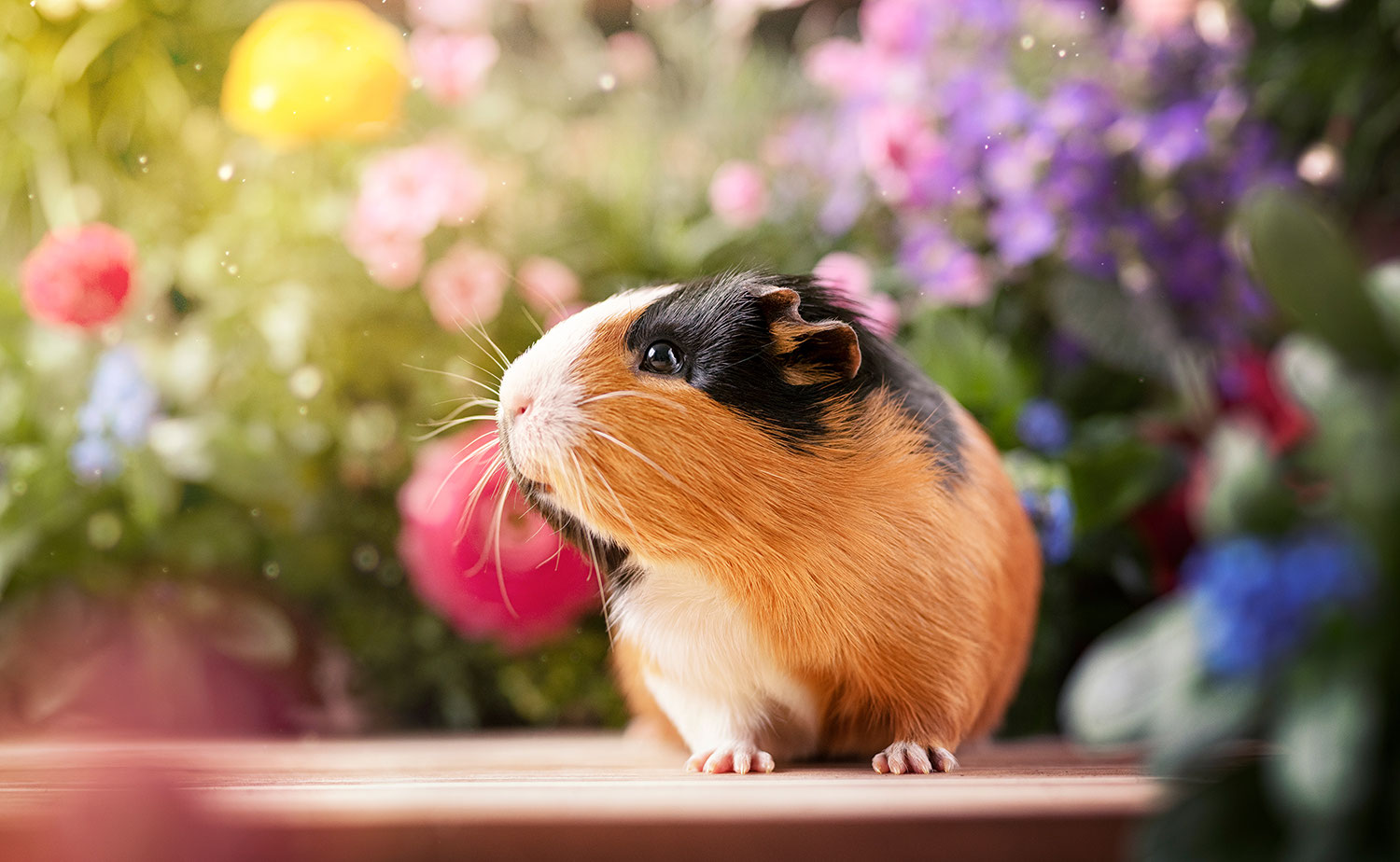 Photo inspiration: Picture Idea: Behind The Scene Fairytale Garden Story Of A Guinea Pig
