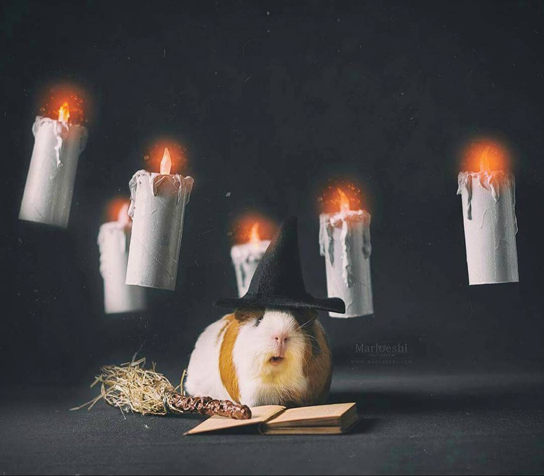 Flying Candles Photoshoot Story of a guinea pig