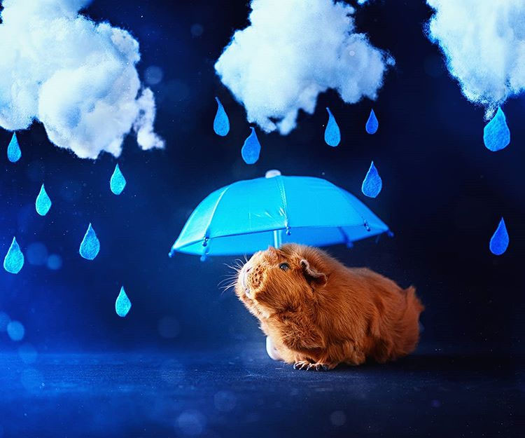 Behind the scene ''one day the rain will stop'' Story of a guinea pig