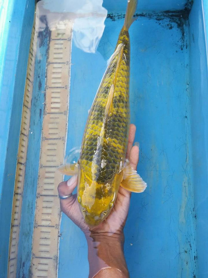 2-specials-khusnul-koi-coming-soon-koi-gr-npflanzen-bonsai-kgb