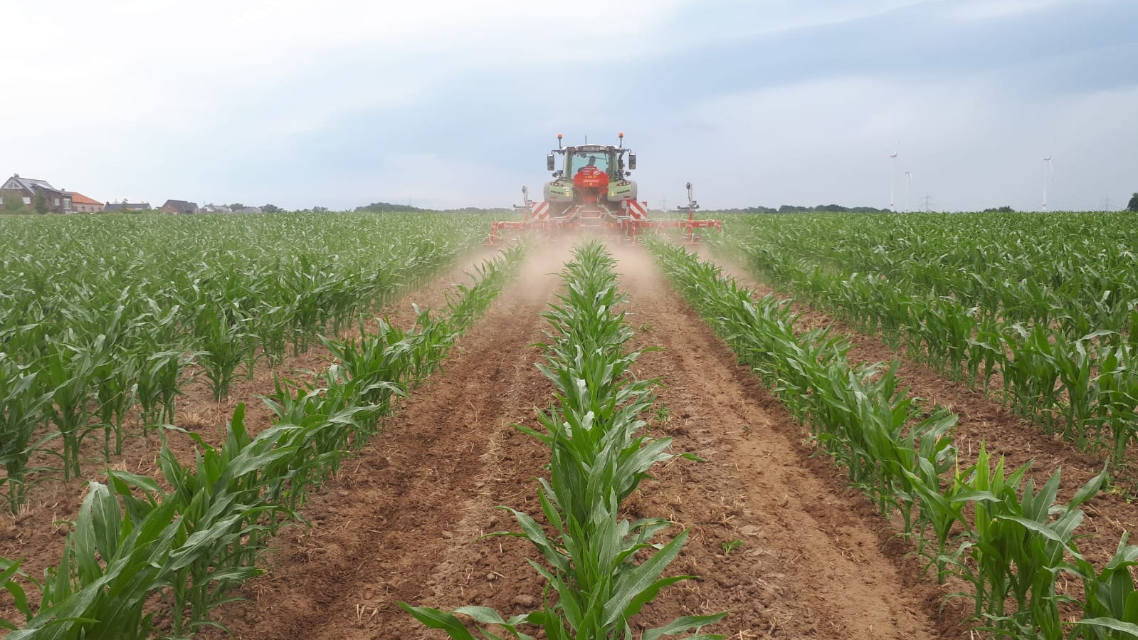 Mais als Teil unserer Fruchtfolge - ein Versuch - Hof Hartmann in Rettmer