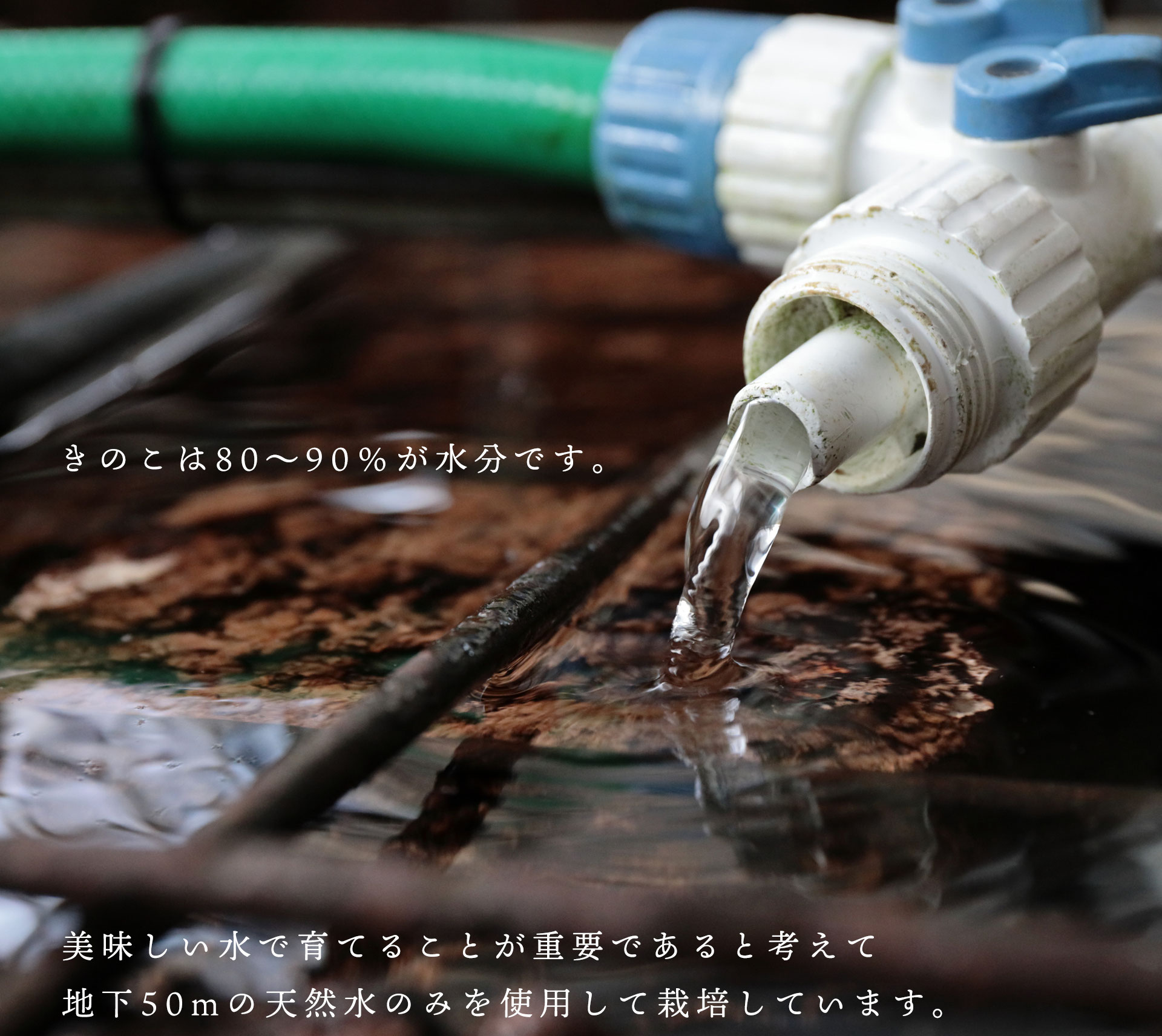 きのこは90％が水分 - 佐倉きのこ園【公式HP】