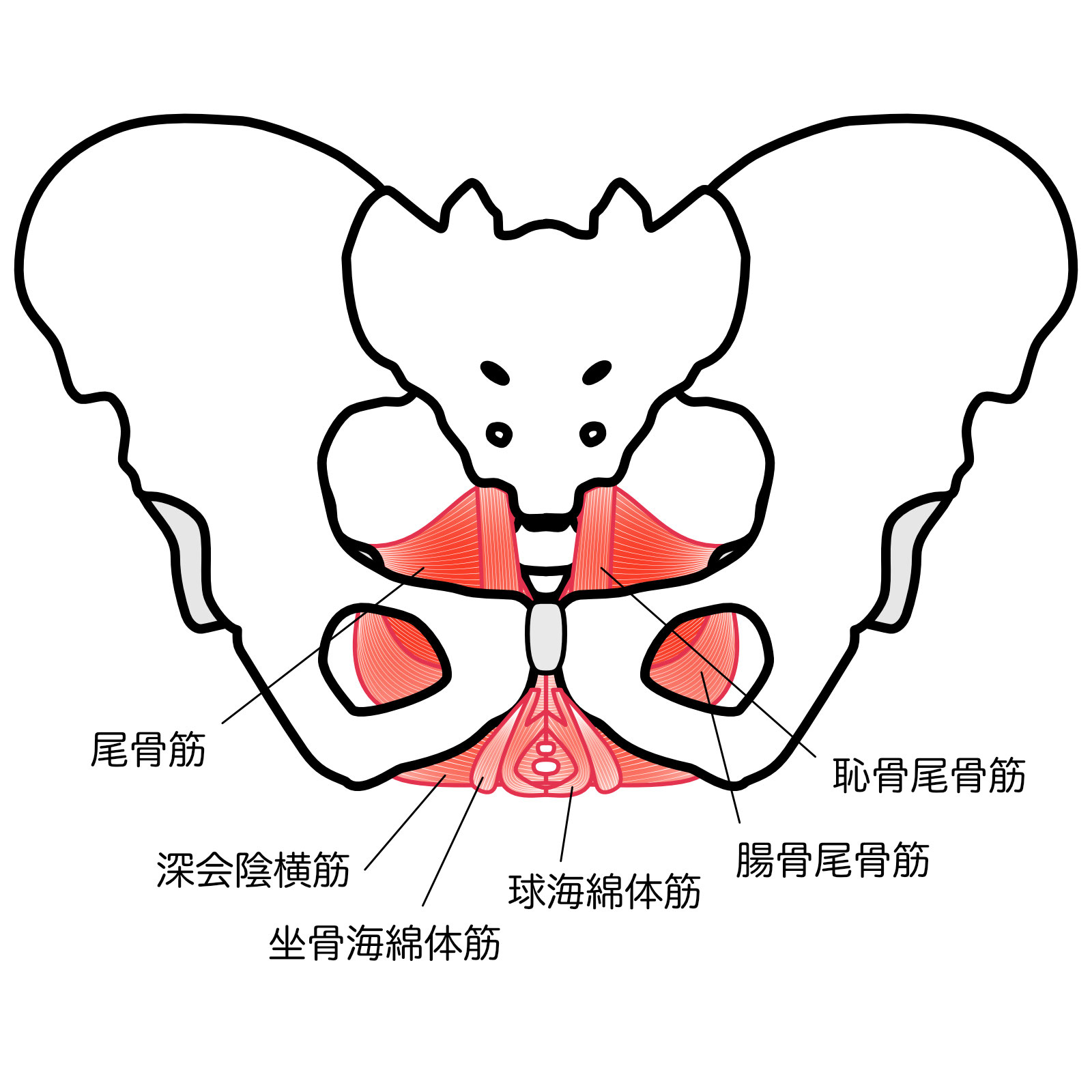 硬めない【骨盤底筋】のエクササイズ