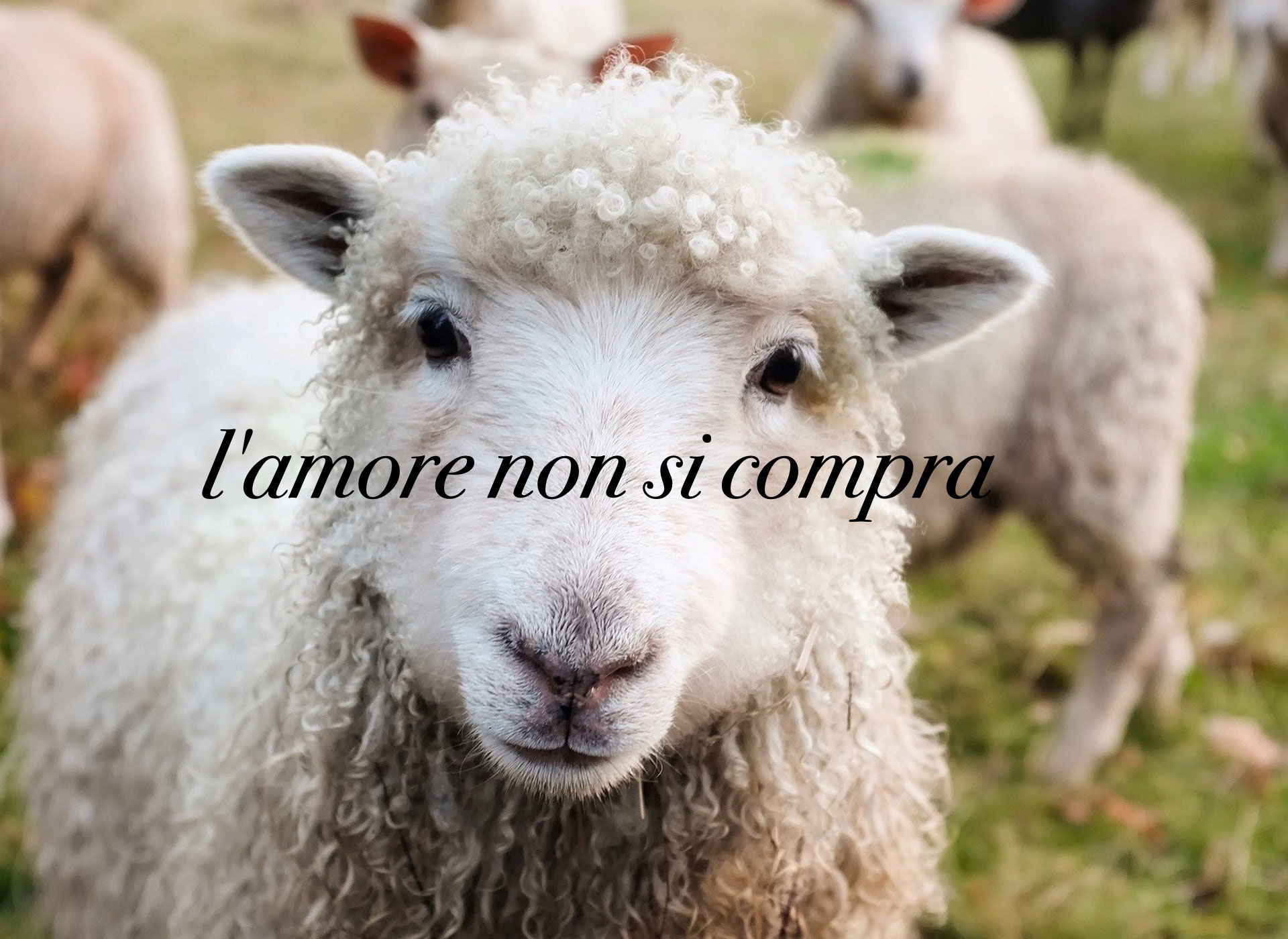 L'amore non si compra. Ma si paga! Paolo Balestri Speaker, doppiatore pubblicitario, Italian