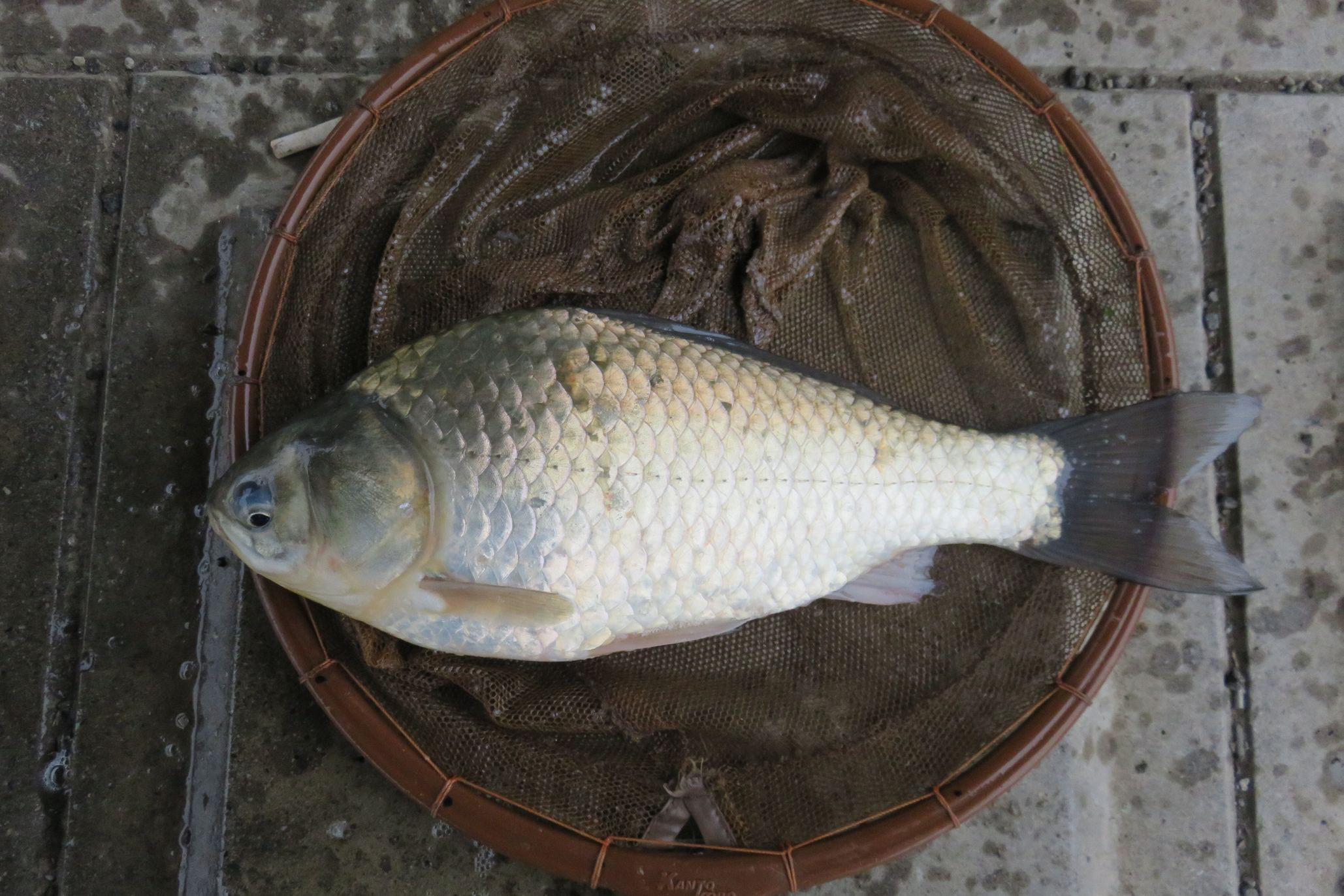 びん沼川でへら鮒釣り 不調 随筆 少笑発進 吾 徒然なる儘に 釣行記 びん沼川でへら鮒釣り 不調 随筆 少笑発進 吾 徒然なる儘に 釣行記