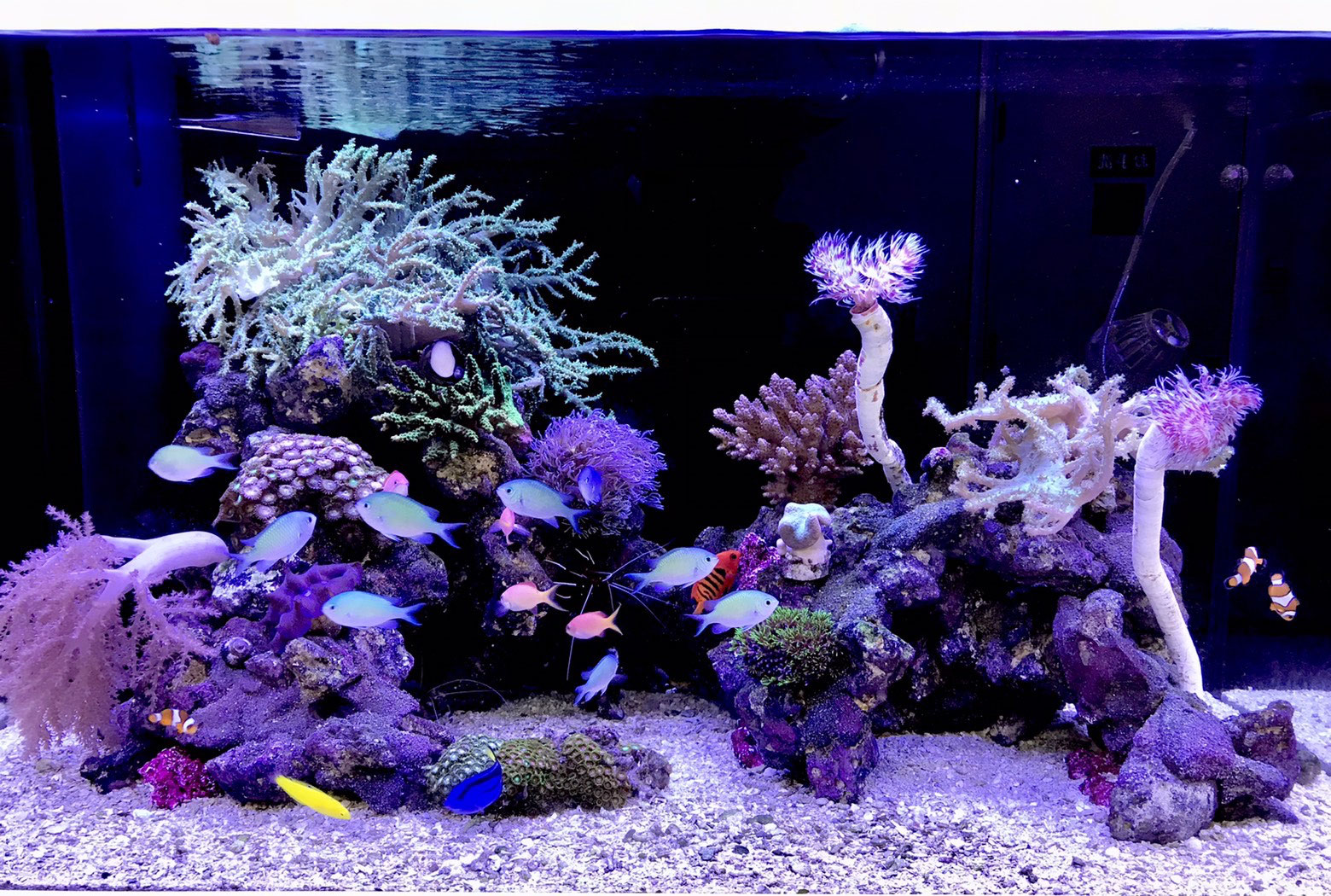 23年 はじめての海水魚飼育に必要なマリンアクアリウムの基礎知識 管理方法 注意点とは アクアリウム大学公式