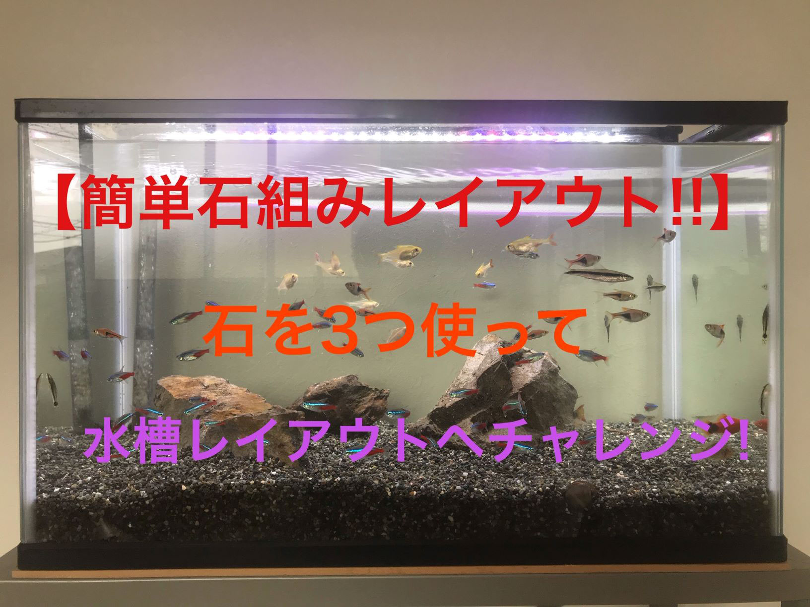 簡単石組レイアウト水槽 アクアレンタリウム