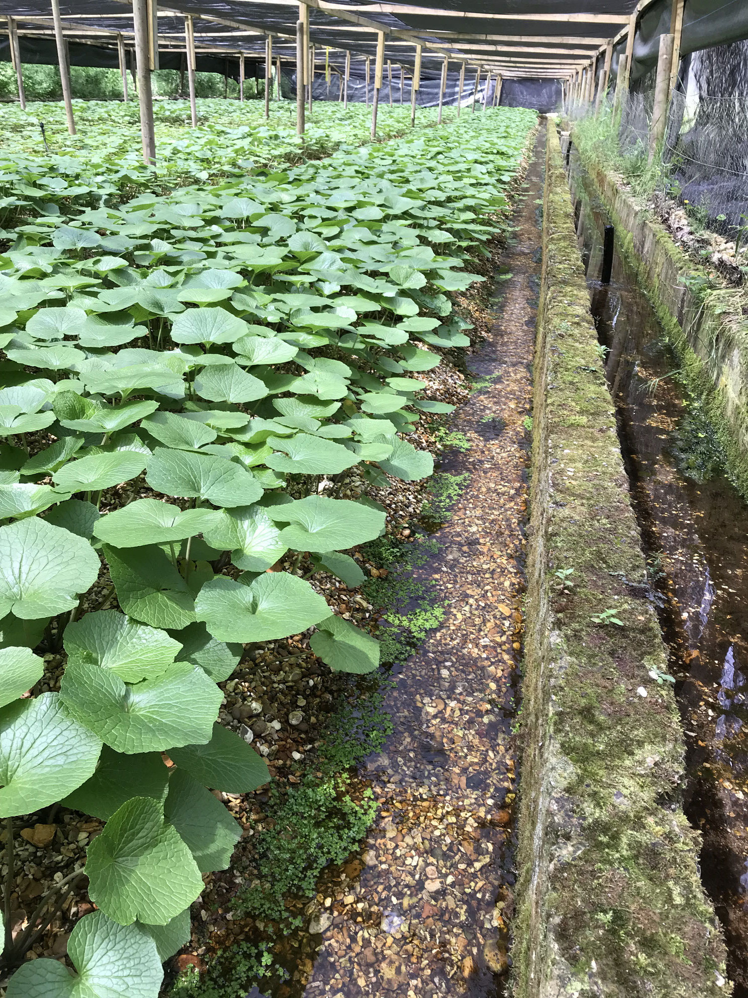 イギリスでワサビ畑 是食キュリナリーインスティテュート Zecoow Culinary Institute
