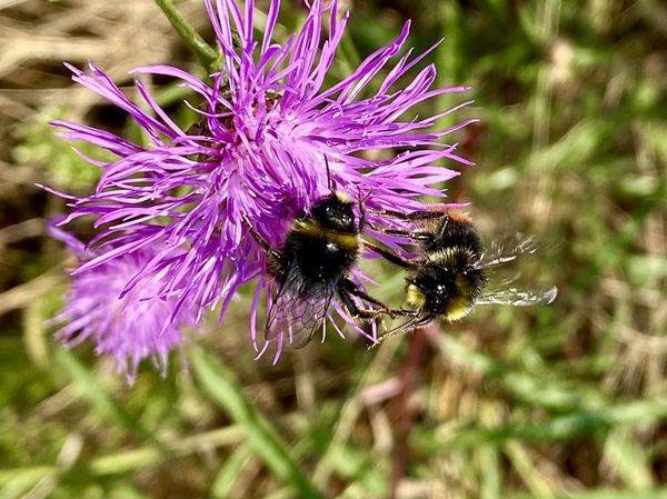 Hummel Hummel - Ferienhaus AhrGlück