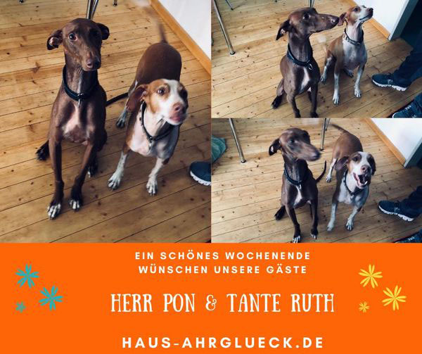 Die Hunde Herr Pon & Tante Ruth sind bei uns im Urlaub - Ferienhaus ...