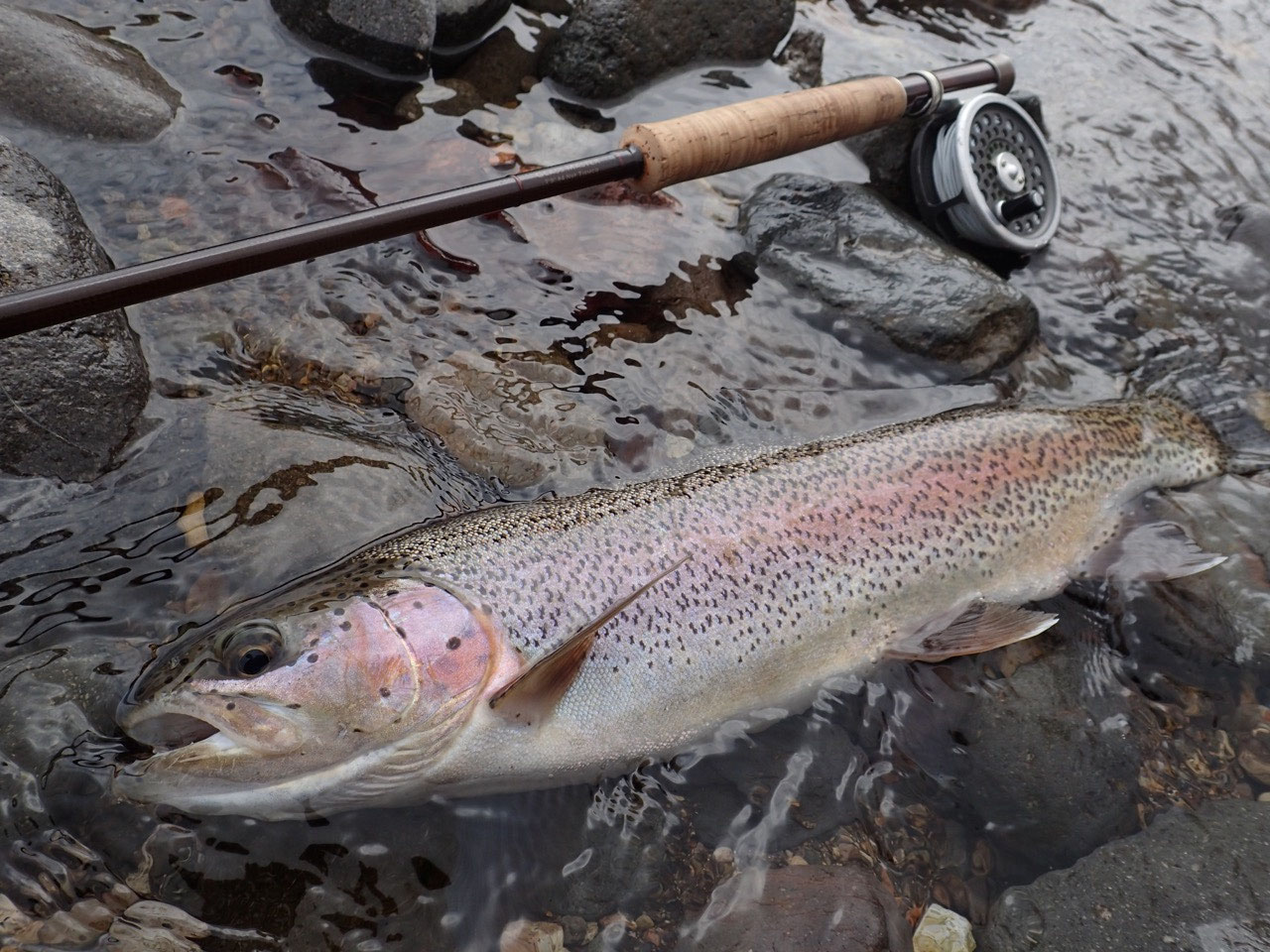 4月の極上ライズでした。 - lodgeluckyfield ページ!